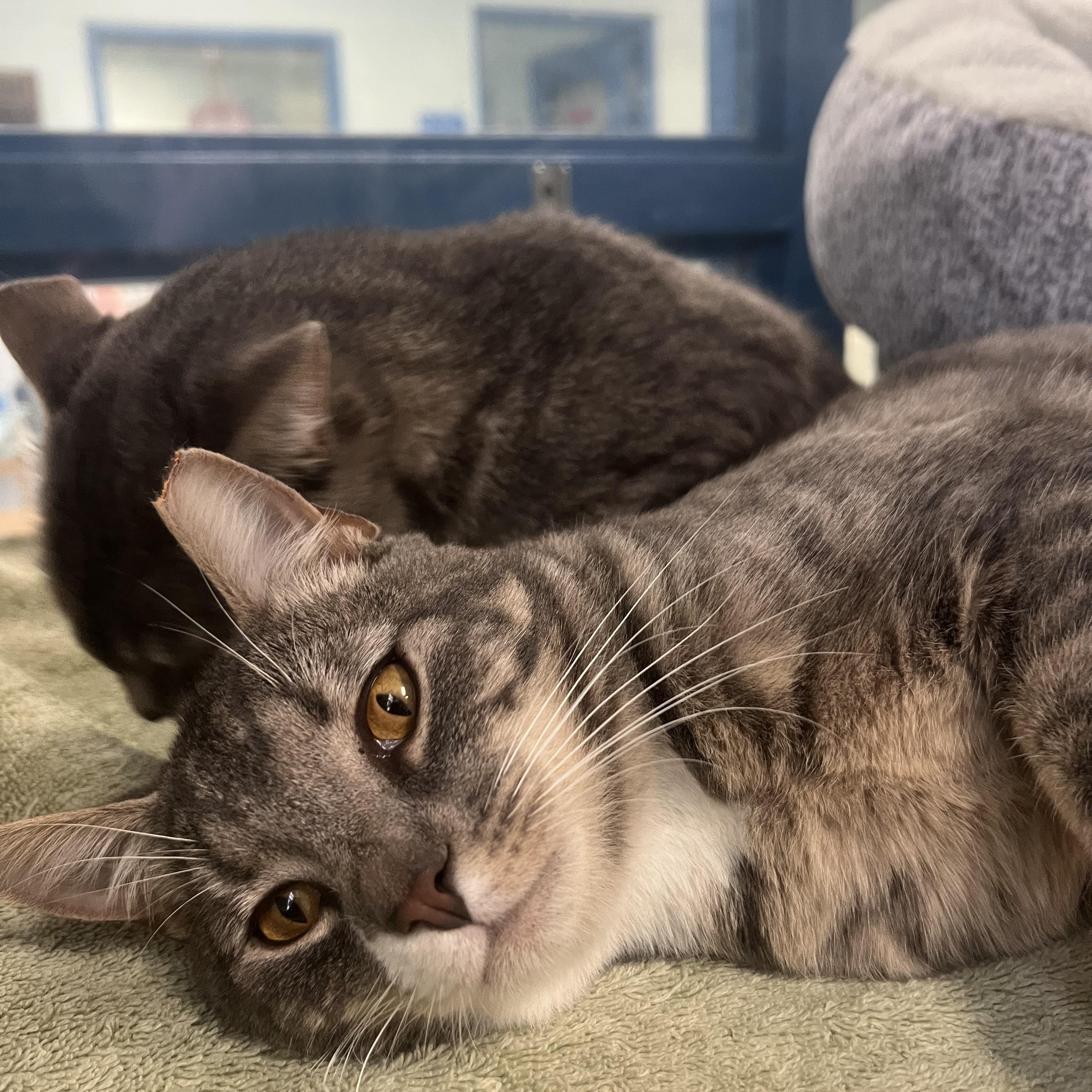 Enlarge Shadowmere & Eleven (Bonded Pair), a ADOPTABLE Domestic Short Hair in Berryville, VA image 5/5
