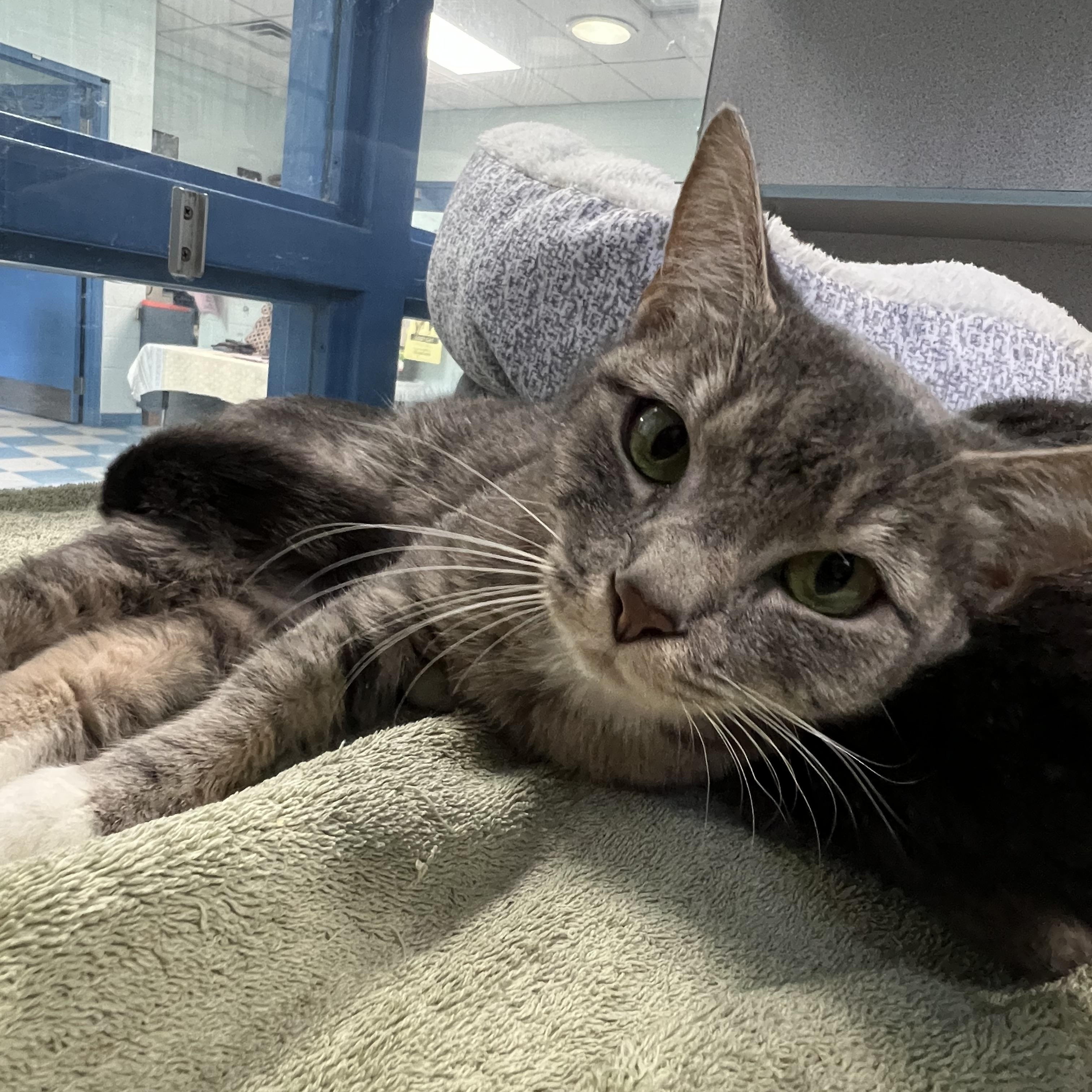 Enlarge Shadowmere & Eleven (Bonded Pair), a ADOPTABLE Domestic Short Hair in Berryville, VA image 4/5