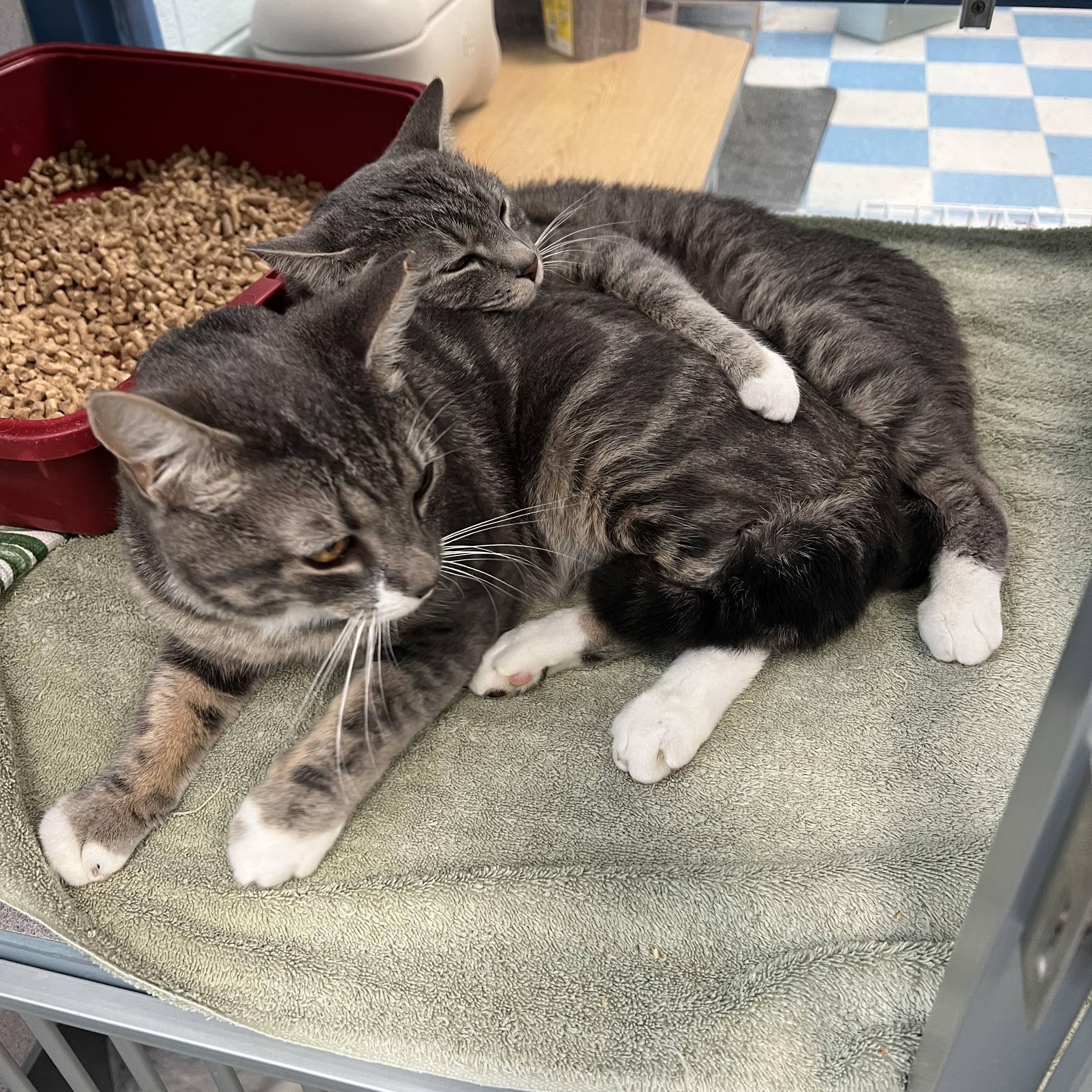 Enlarge Shadowmere & Eleven (Bonded Pair), a ADOPTABLE Domestic Short Hair in Berryville, VA image 2/5