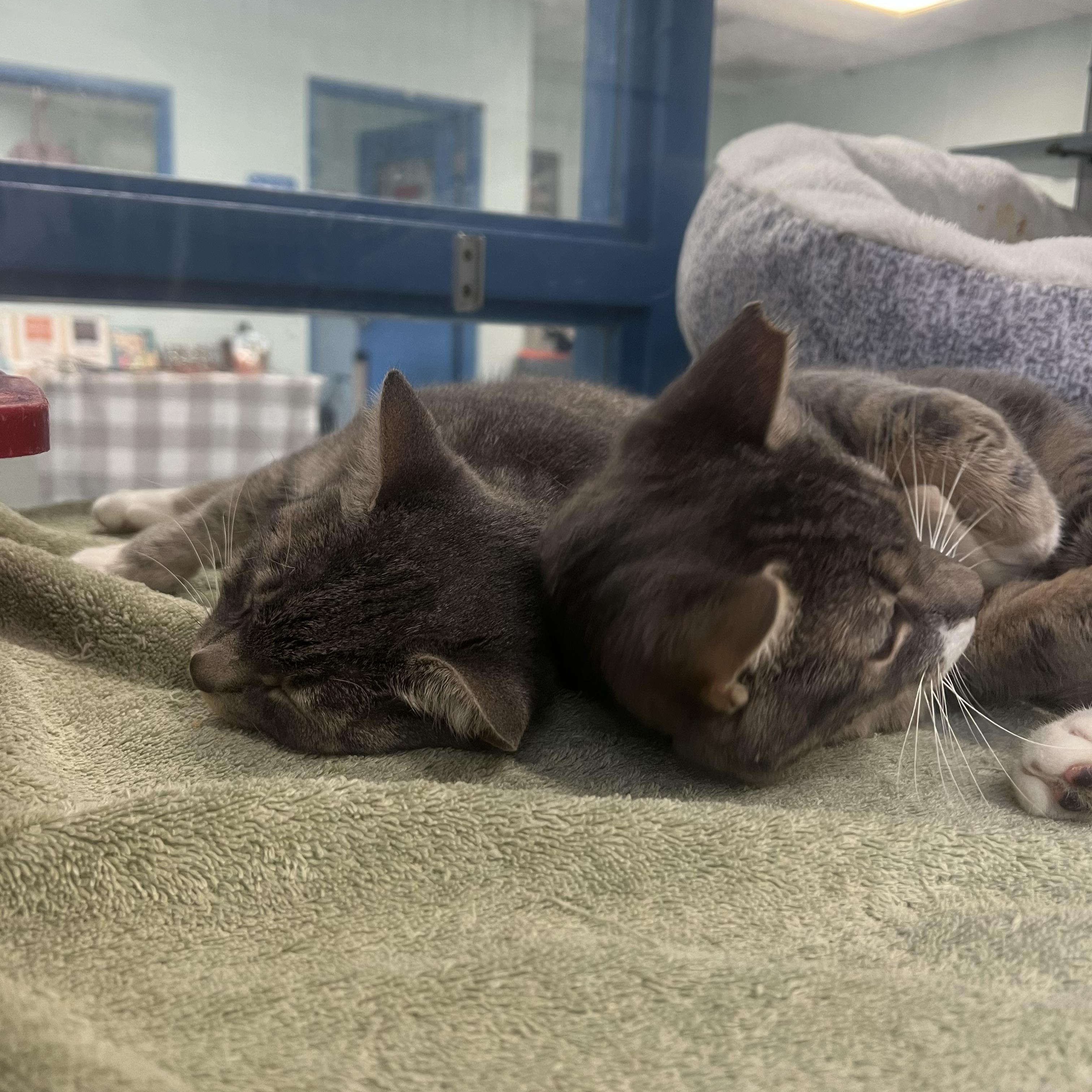 Enlarge Shadowmere & Eleven (Bonded Pair), a ADOPTABLE Domestic Short Hair in Berryville, VA image 3/5