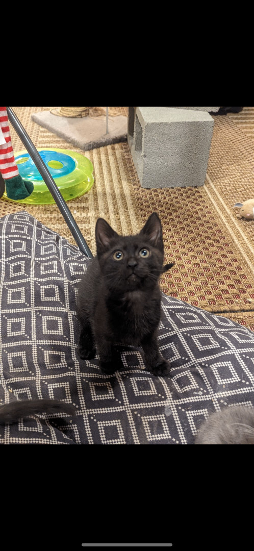 Lily , a Adopted American Shorthair in Missoula, MT image 1/2