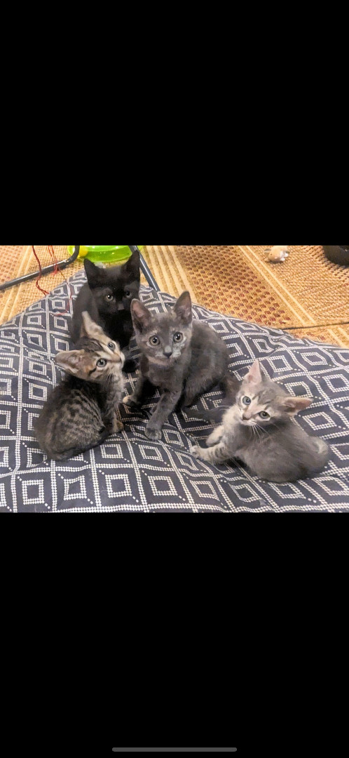 Lily , a Adopted American Shorthair in Missoula, MT image 2/2