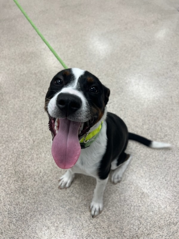 Smirk, a Adopted mixed breed in Teterboro, NJ image 1/8