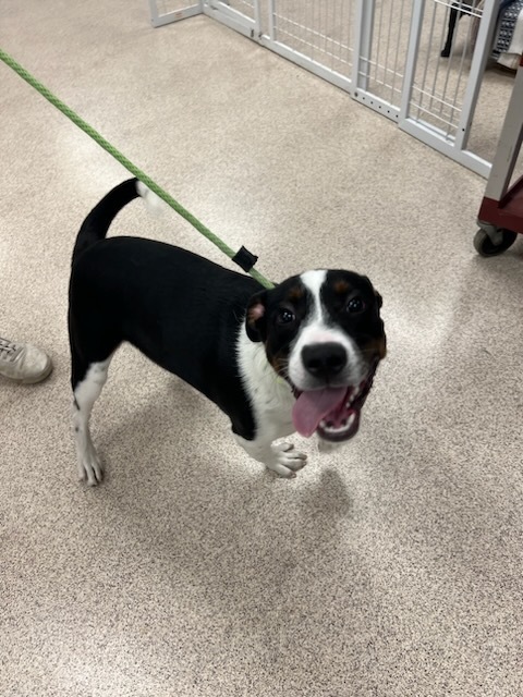 Smirk, a Adopted mixed breed in Teterboro, NJ image 2/8