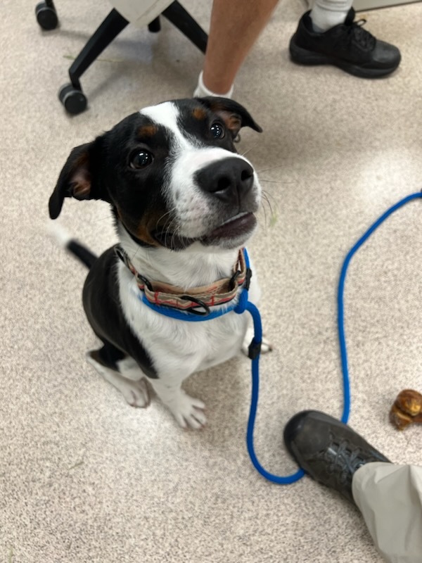 Smirk, a Adopted mixed breed in Teterboro, NJ image 3/8