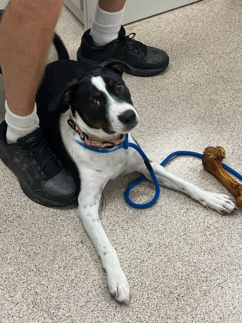 Smirk, a Adopted mixed breed in Teterboro, NJ image 4/8