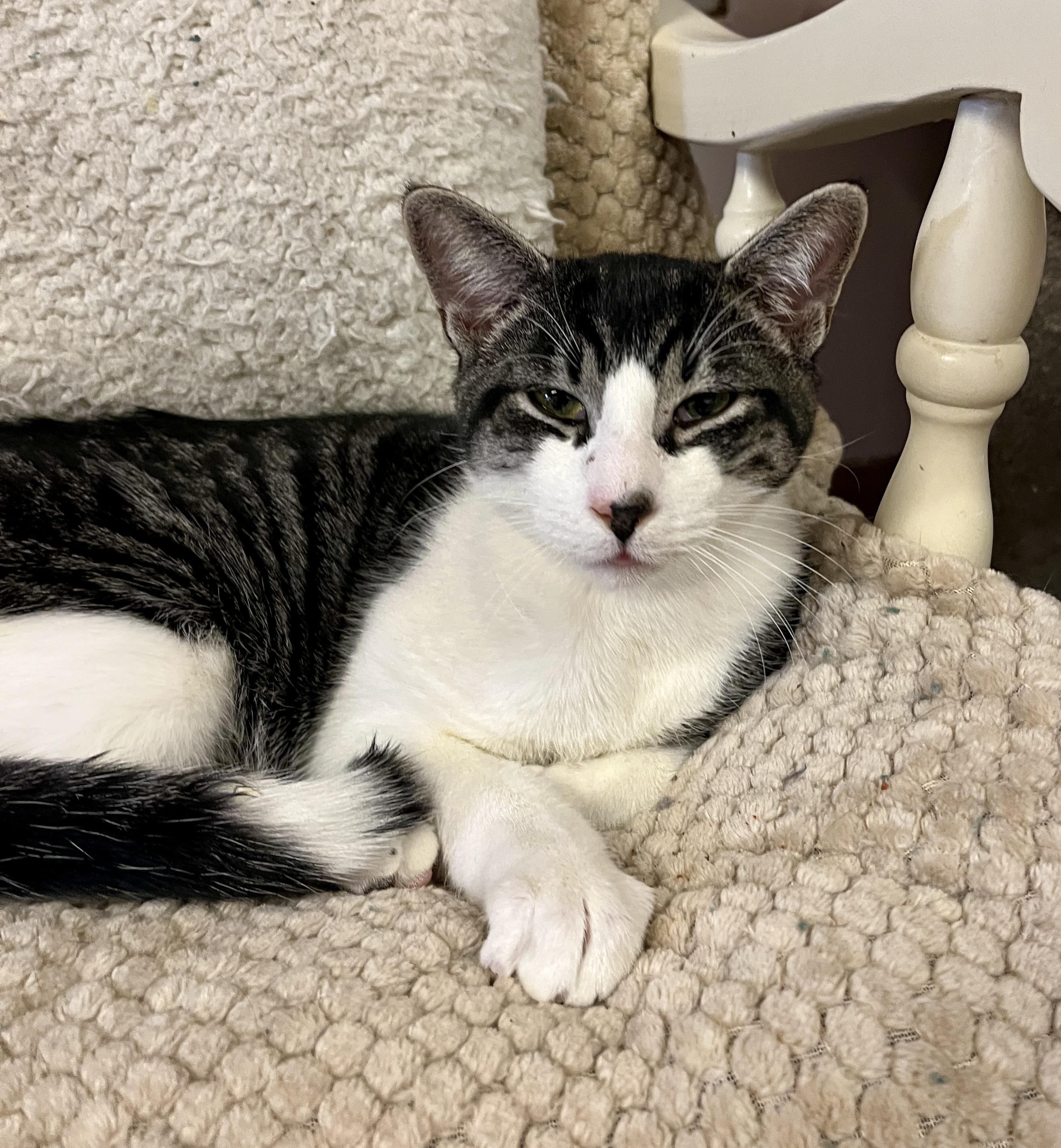 Enlarge FIZZ (CR/SC), a Adoptable Domestic Short Hair in Sainte-Angele-de-Monnoir, QC image 4/6