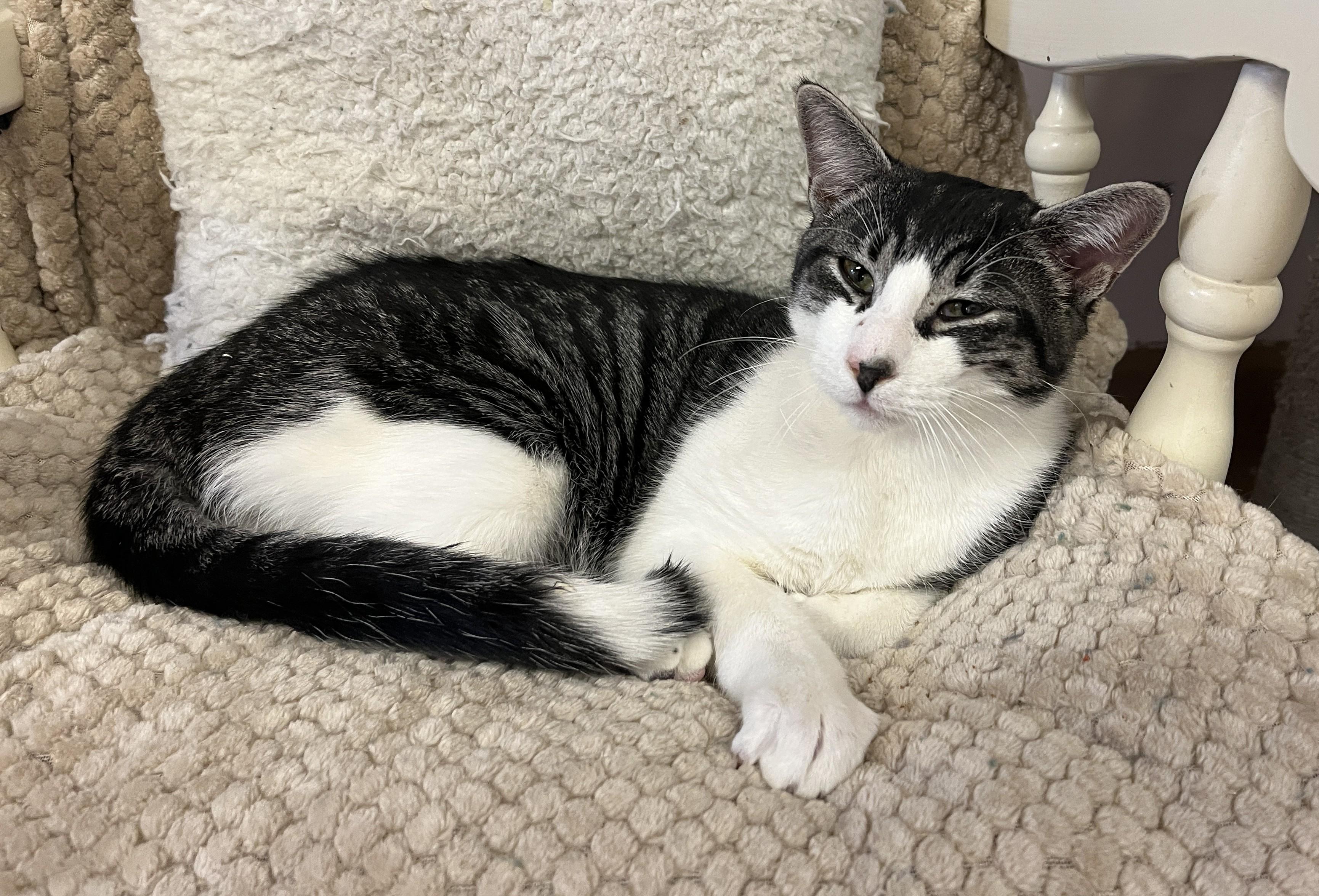 Enlarge FIZZ (CR/SC), a Adoptable Domestic Short Hair in Sainte-Angele-de-Monnoir, QC image 6/6