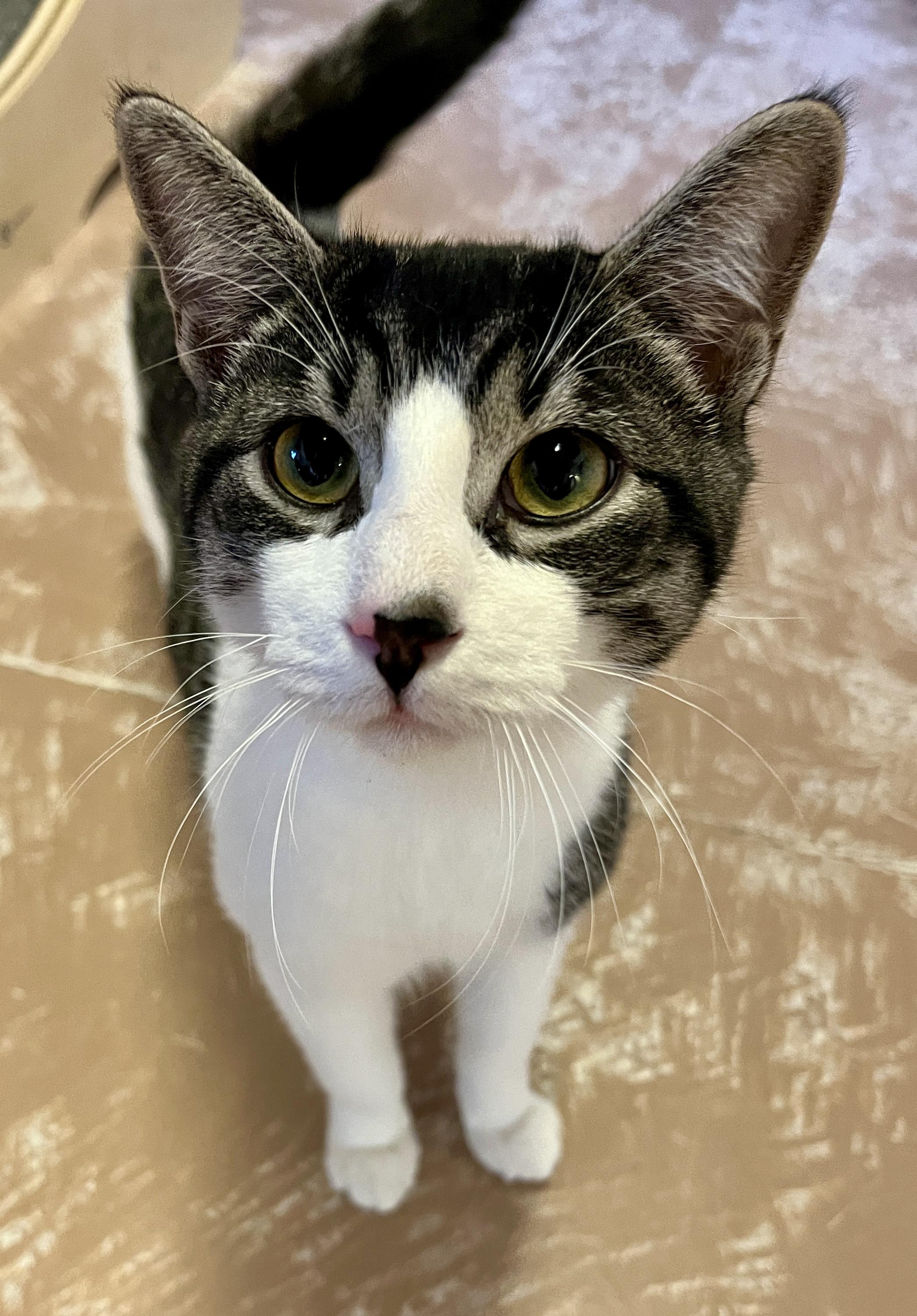 Enlarge FIZZ (CR/SC), a Adoptable Domestic Short Hair in Sainte-Angele-de-Monnoir, QC image 1/6