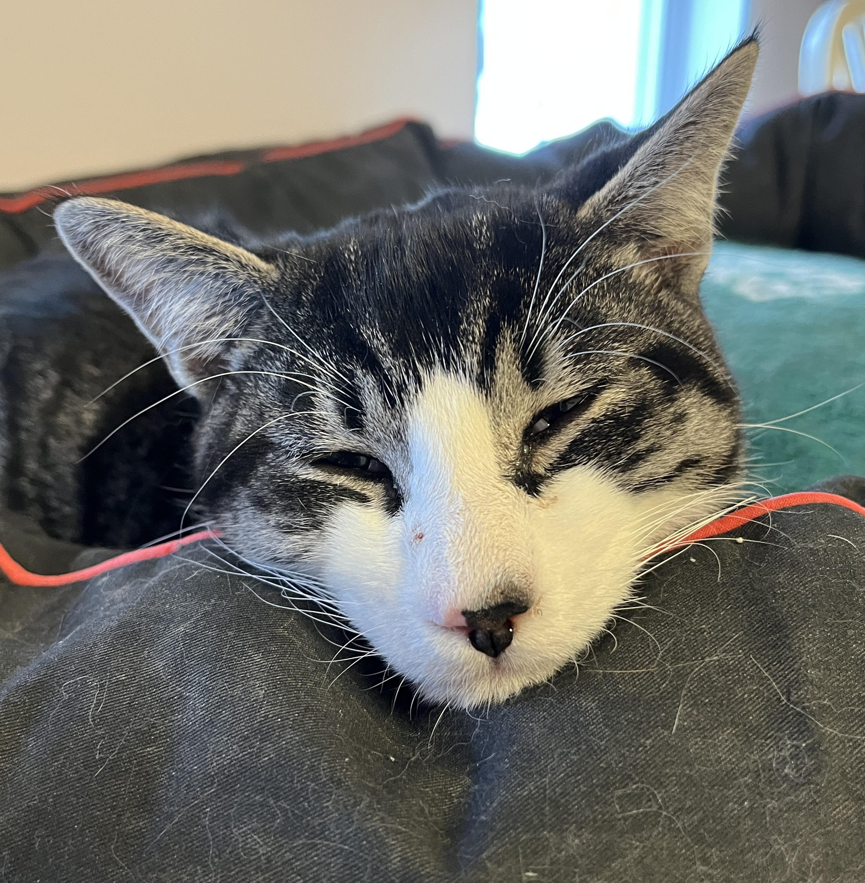 Enlarge FIZZ (CR/SC), a Adoptable Domestic Short Hair in Sainte-Angele-de-Monnoir, QC image 2/6