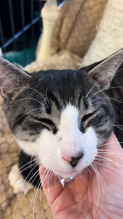 Enlarge FIZZ (CR/SC), a Adoptable Domestic Short Hair in Sainte-Angele-de-Monnoir, QC video 5/6