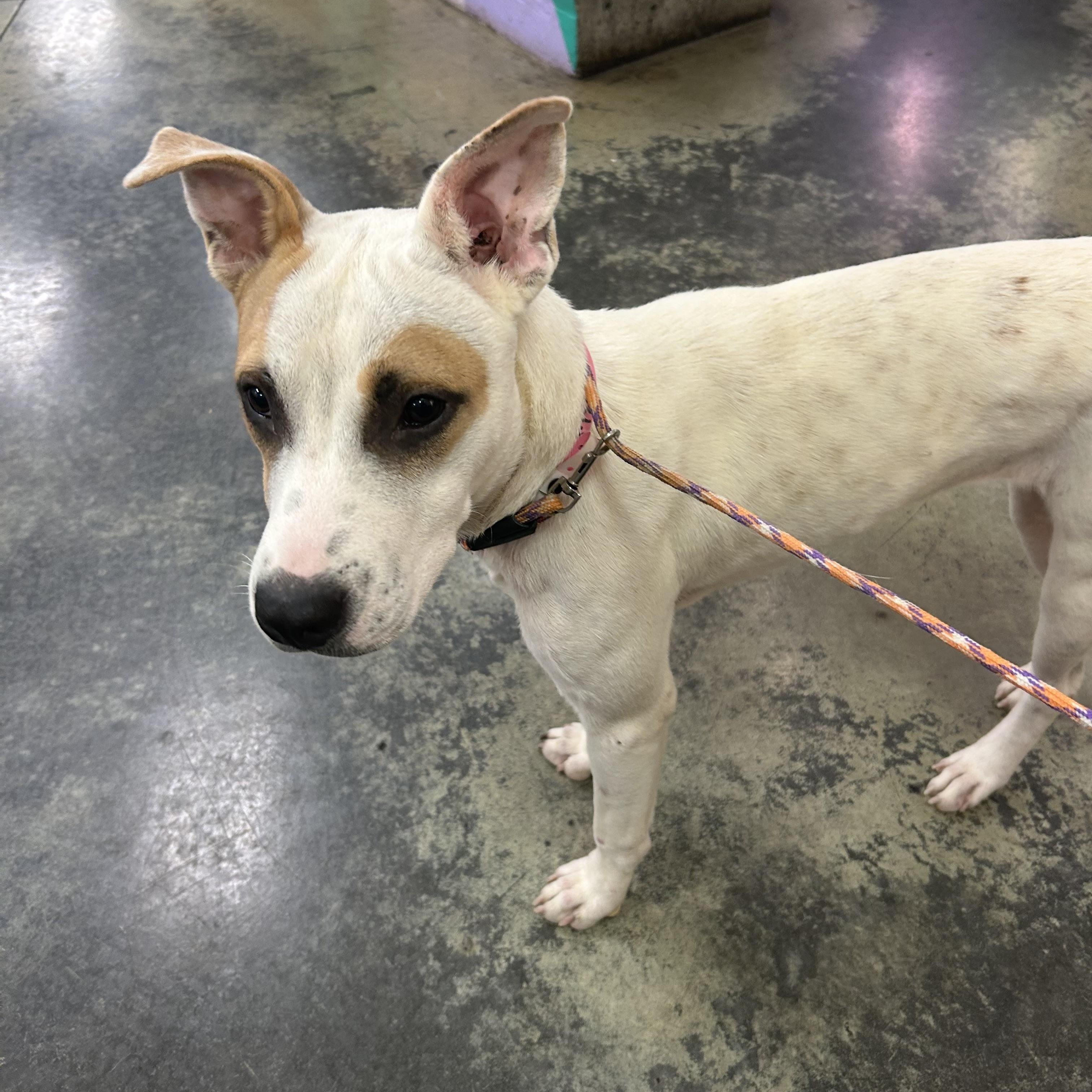 Enlarge Lilo, a Adoptable mixed breed in Suffield, CT image 2/3