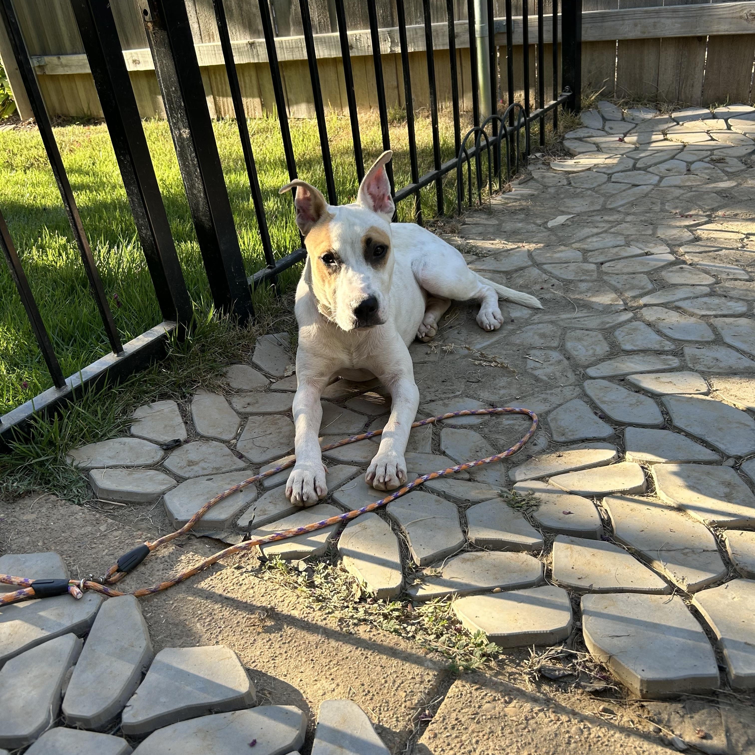 Enlarge Lilo, a Adoptable mixed breed in Suffield, CT image 3/3