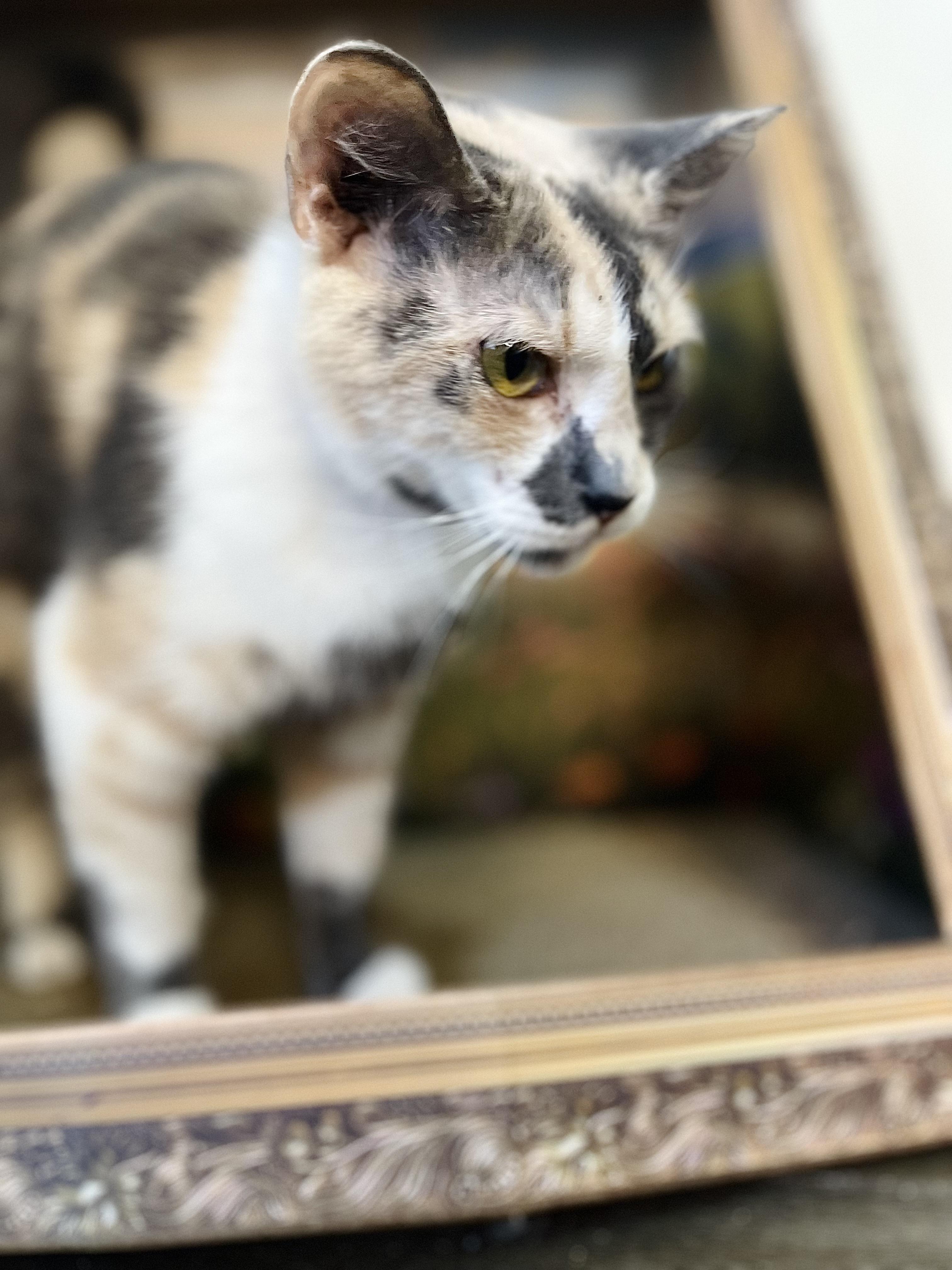 Cupcake, a Adoptable American Shorthair in Fort Pierce, FL image 4/5