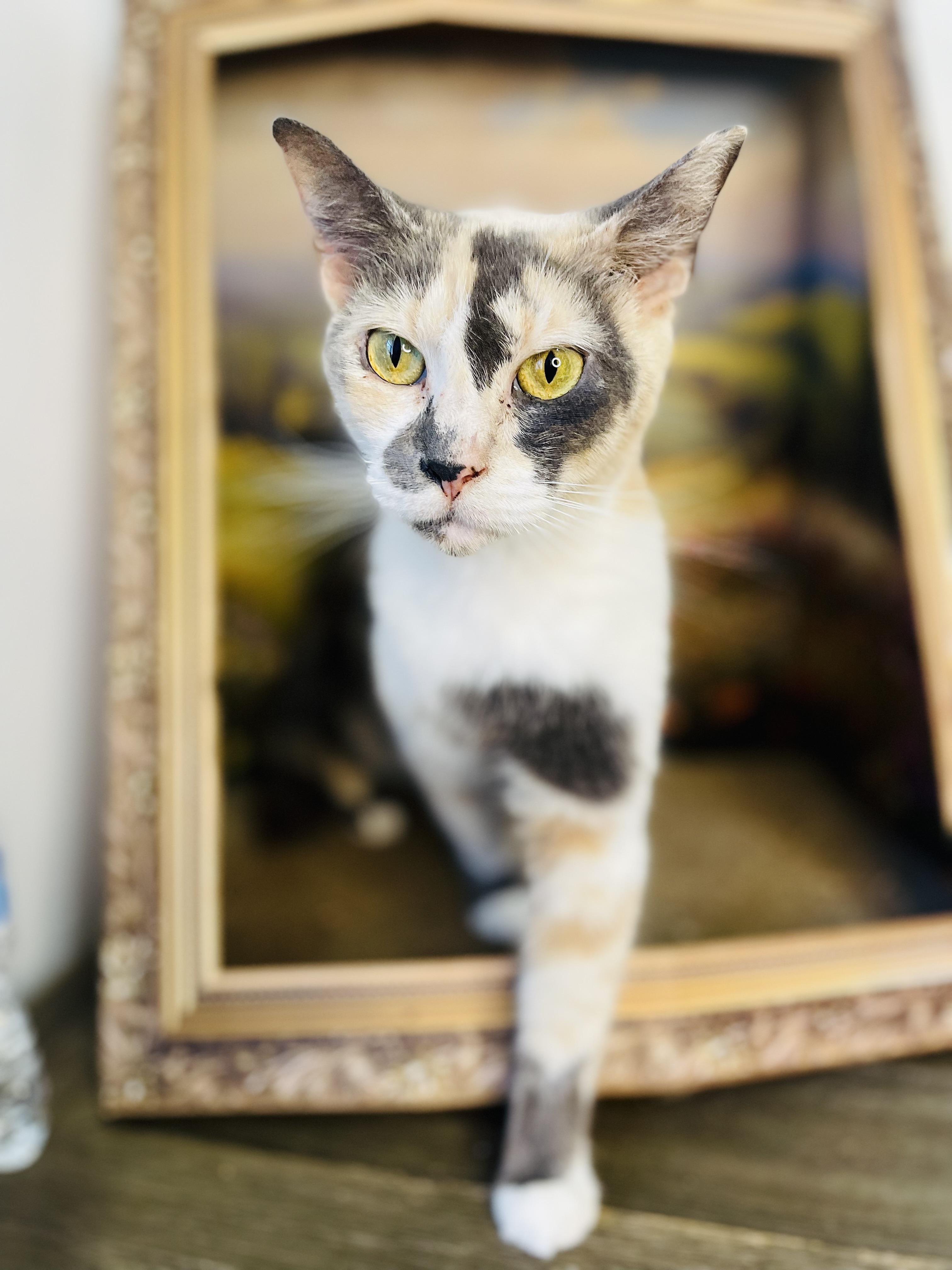 Cupcake, Adoptable, Young Female American Shorthair.