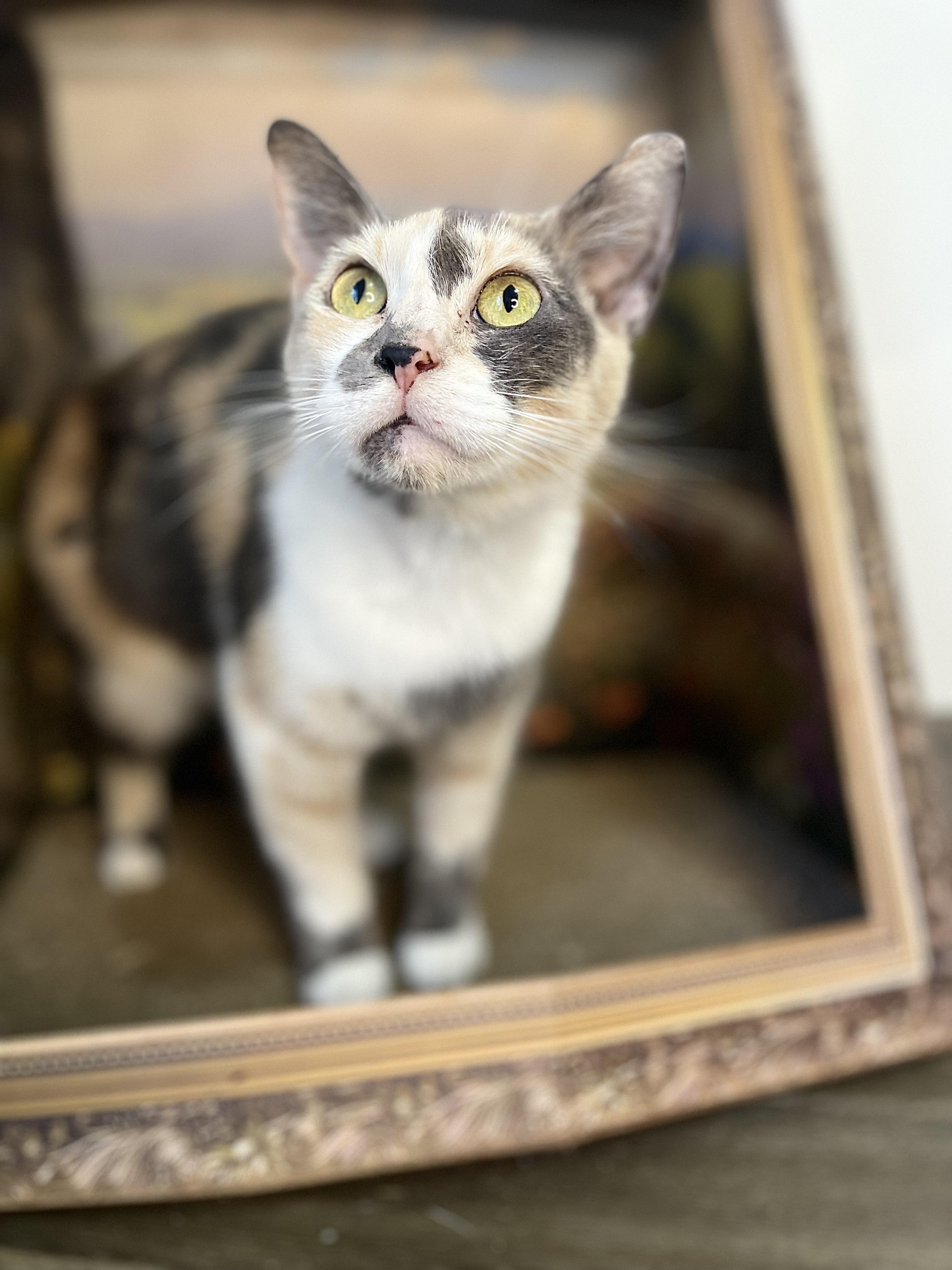 Cupcake, a Adoptable American Shorthair in Fort Pierce, FL image 2/5