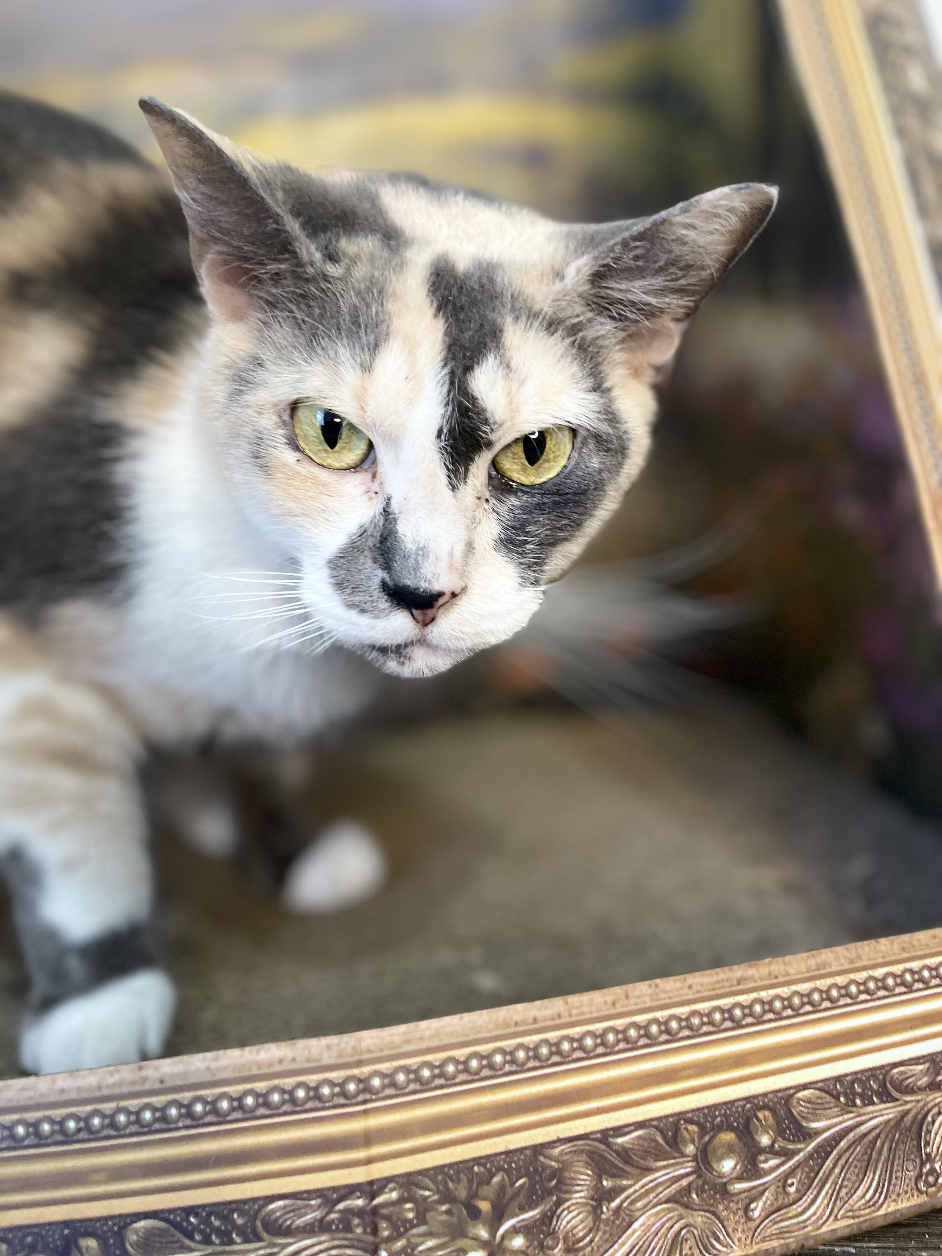 Cupcake, a Adoptable American Shorthair in Fort Pierce, FL image 3/5