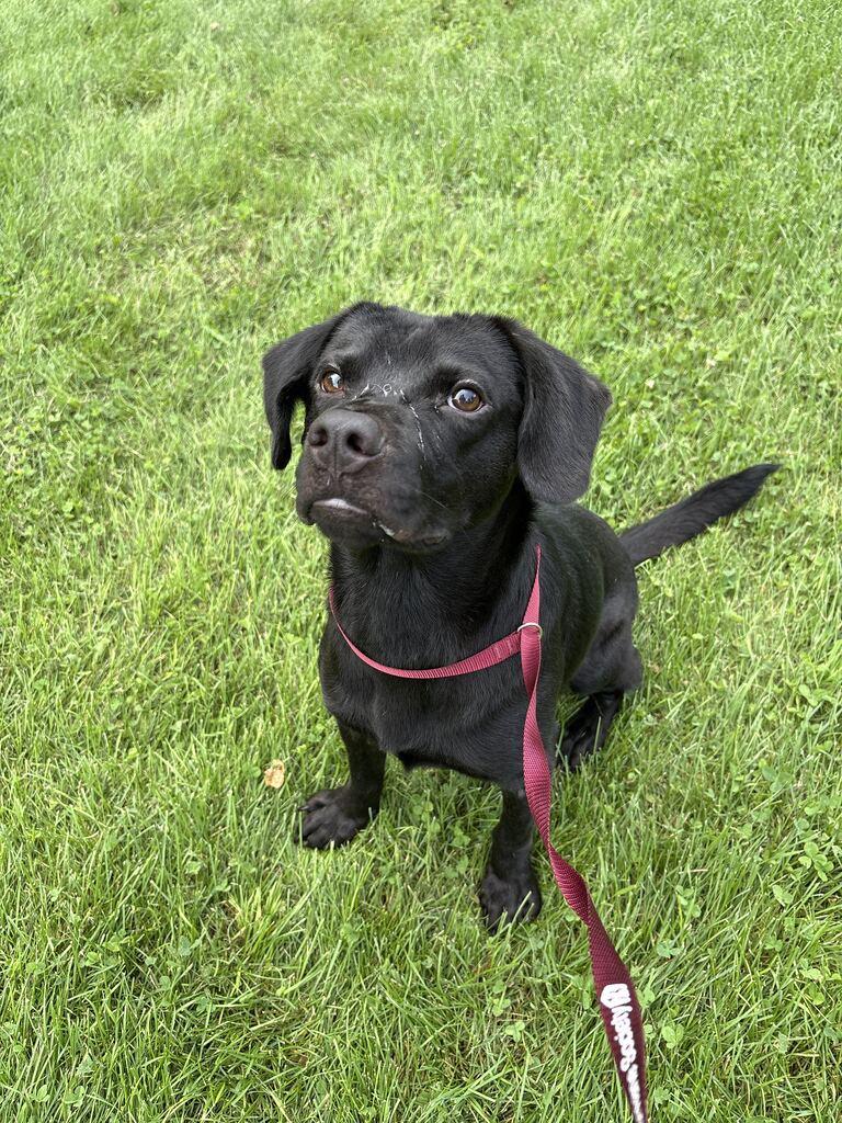 Enlarge Melon, a Adoptable mixed breed in Jackson, MI image 6/6