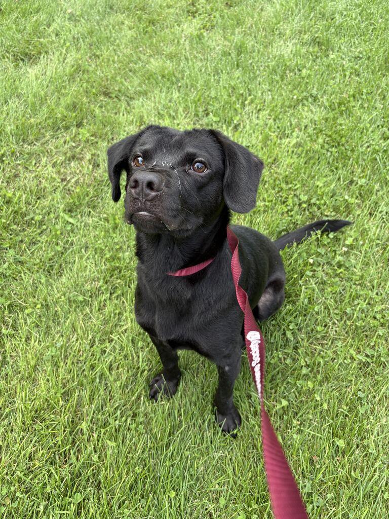 Enlarge Melon, a Adoptable mixed breed in Jackson, MI image 4/6