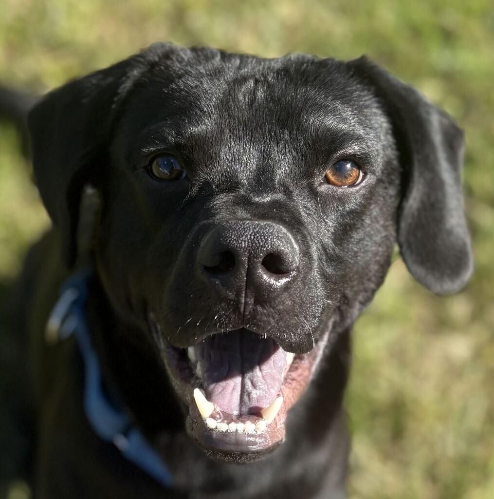 Enlarge Melon, a Adoptable mixed breed in Jackson, MI image 1/6