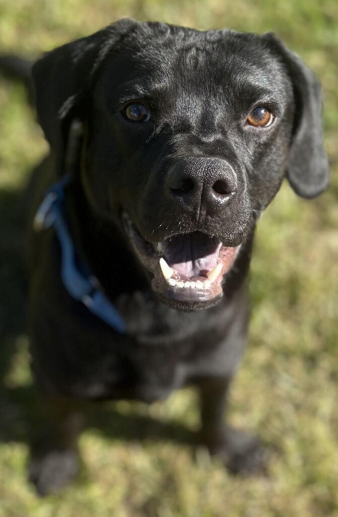 Enlarge Melon, a Adoptable mixed breed in Jackson, MI image 3/6