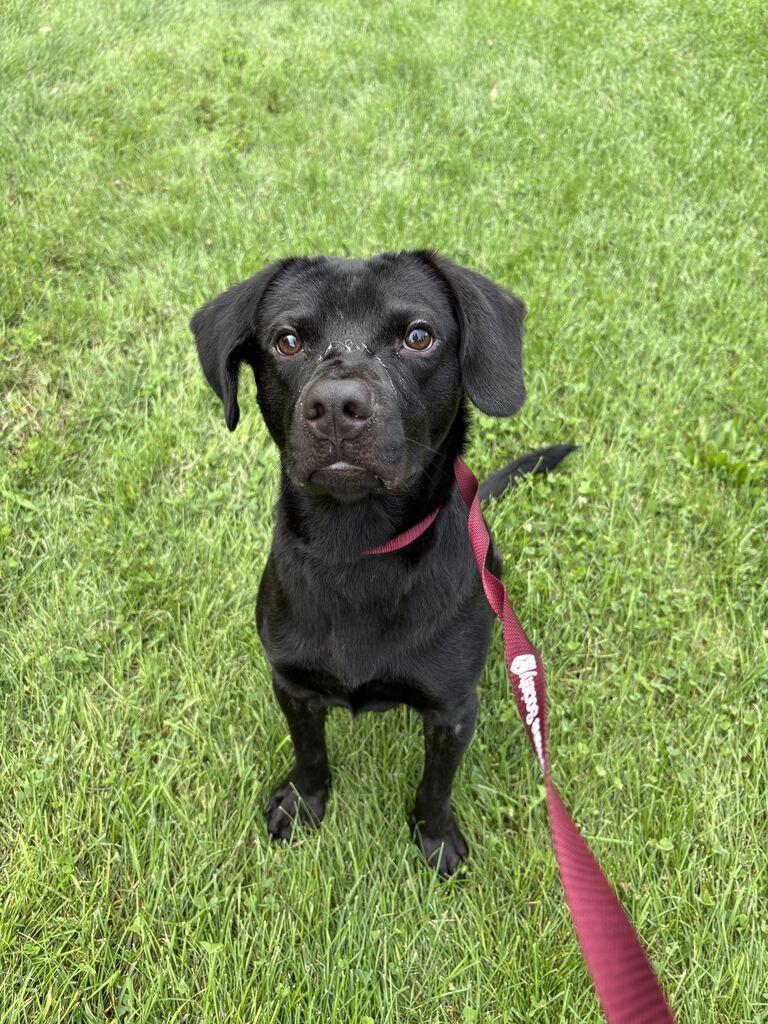 Enlarge Melon, a Adoptable mixed breed in Jackson, MI image 5/6