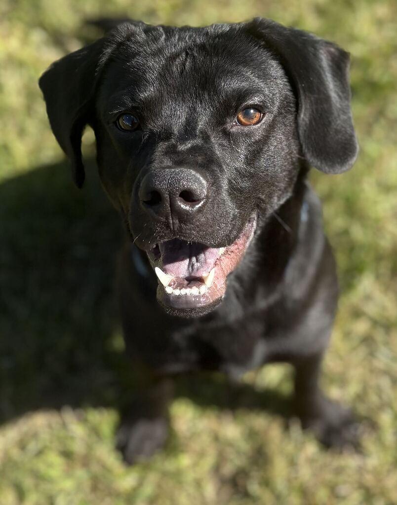Enlarge Melon, a Adoptable mixed breed in Jackson, MI image 2/6
