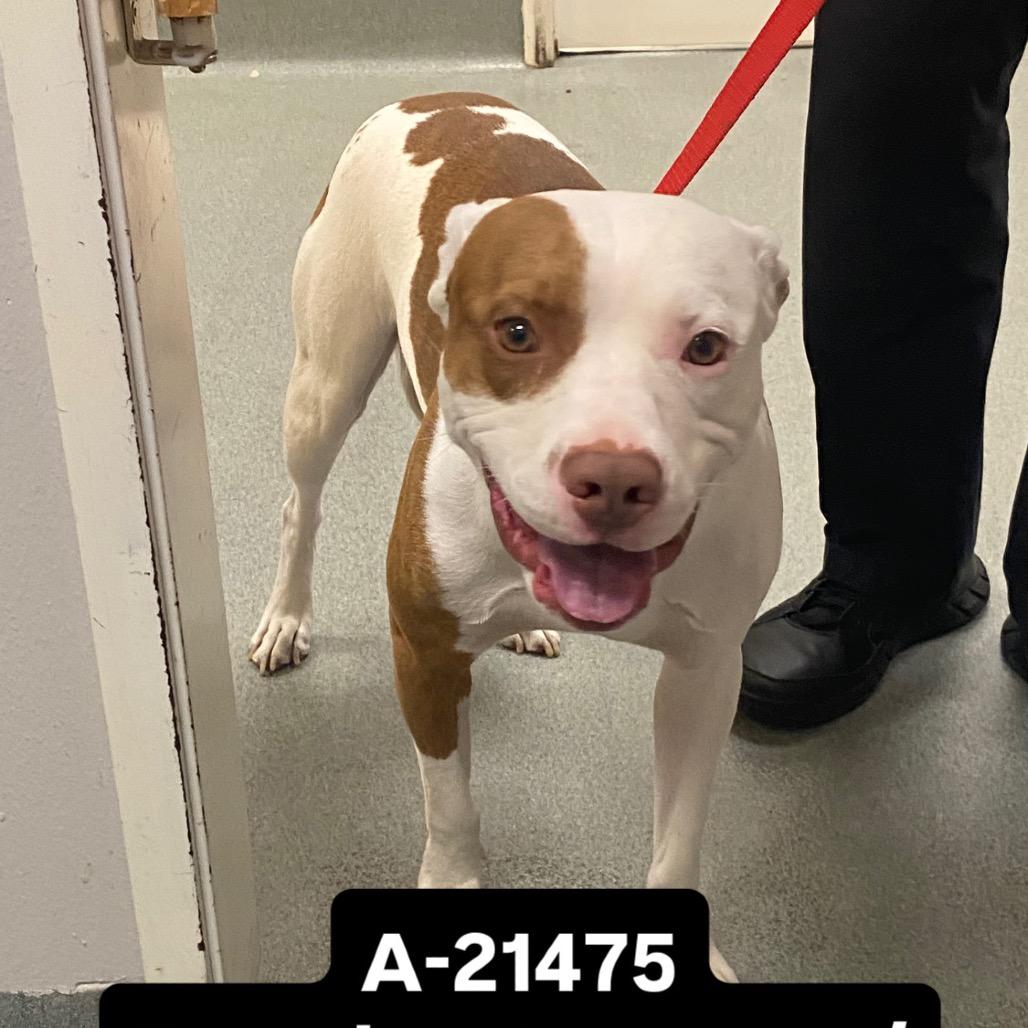Hashtag, Adoptable, Adult Male Pit Bull Terrier.