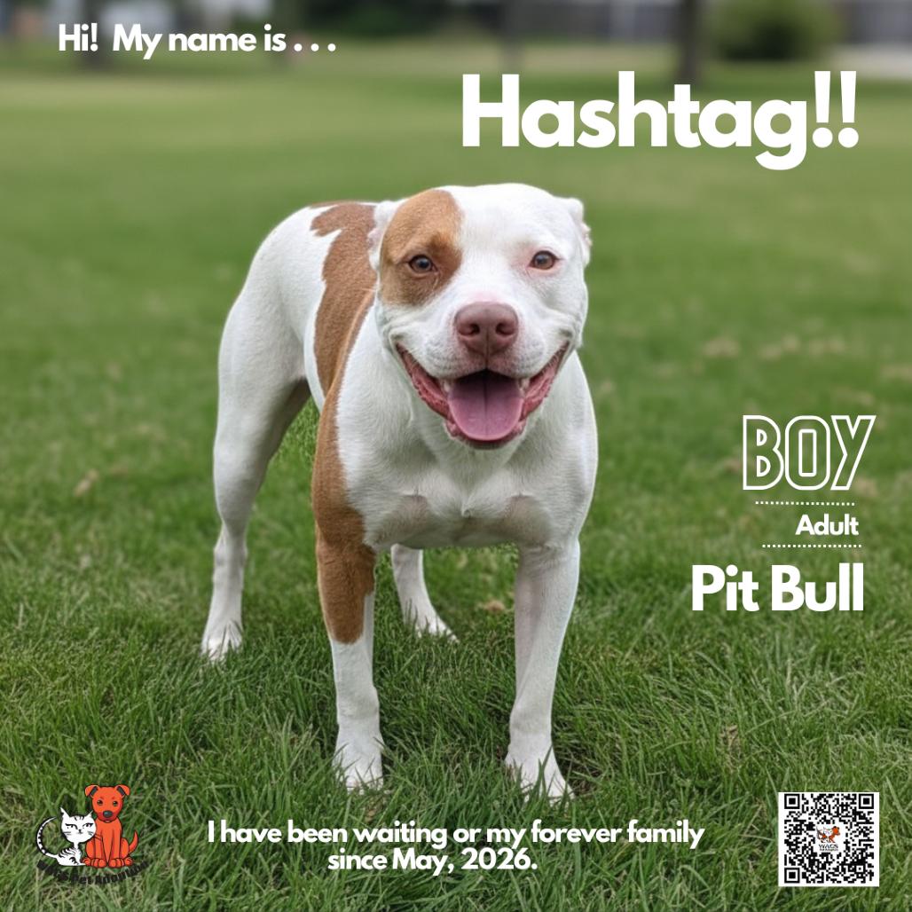 Hashtag, a Adoptable Pit Bull Terrier in Westminster, CA image 2/2