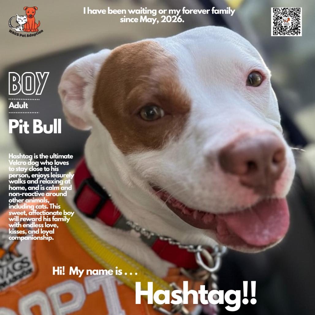 Hashtag, a Adoptable Pit Bull Terrier in Westminster, CA image 3/3