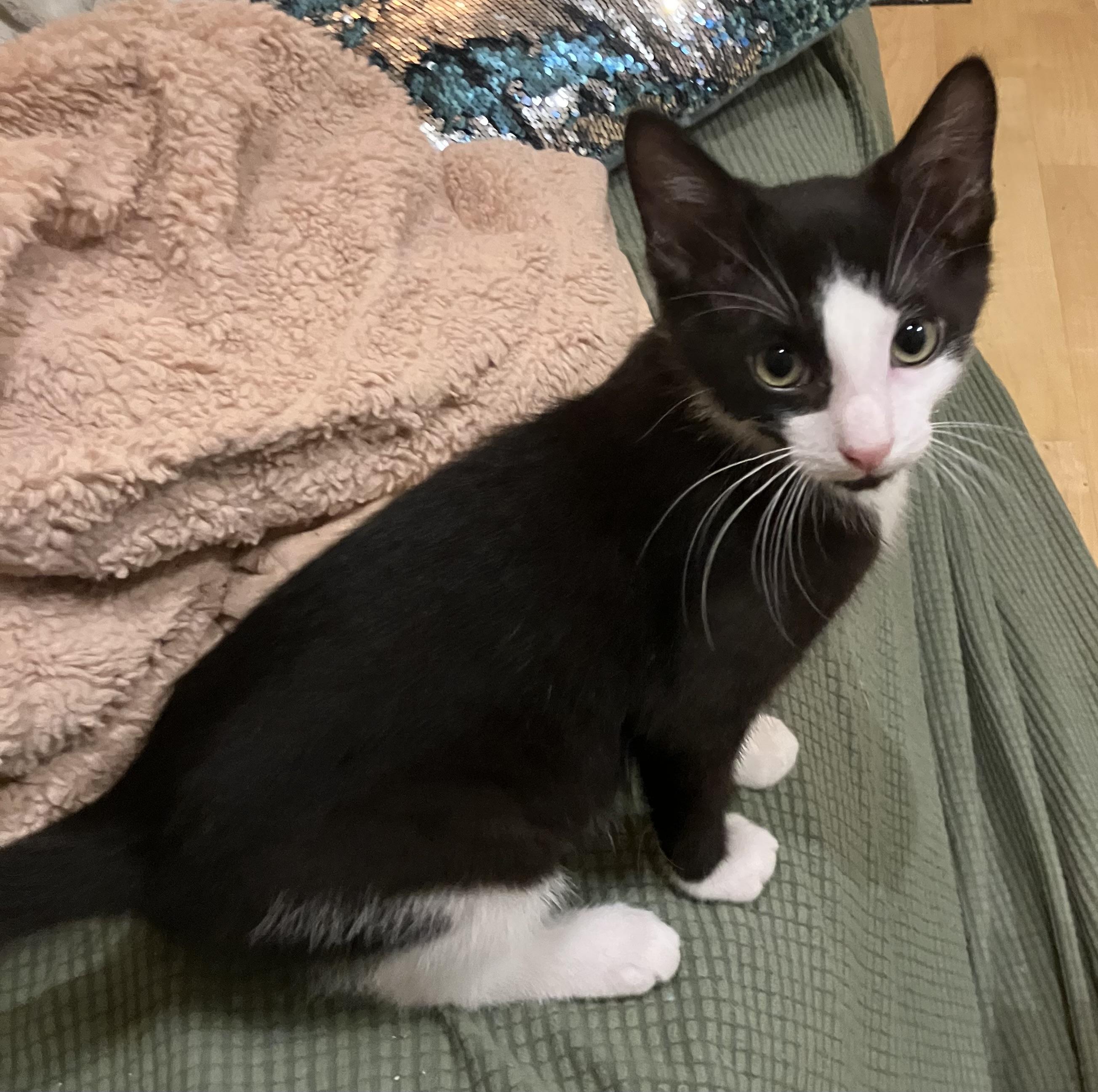 Pacman, ADOPTABLE, Kitten Male Tuxedo & Domestic Short Hair.
