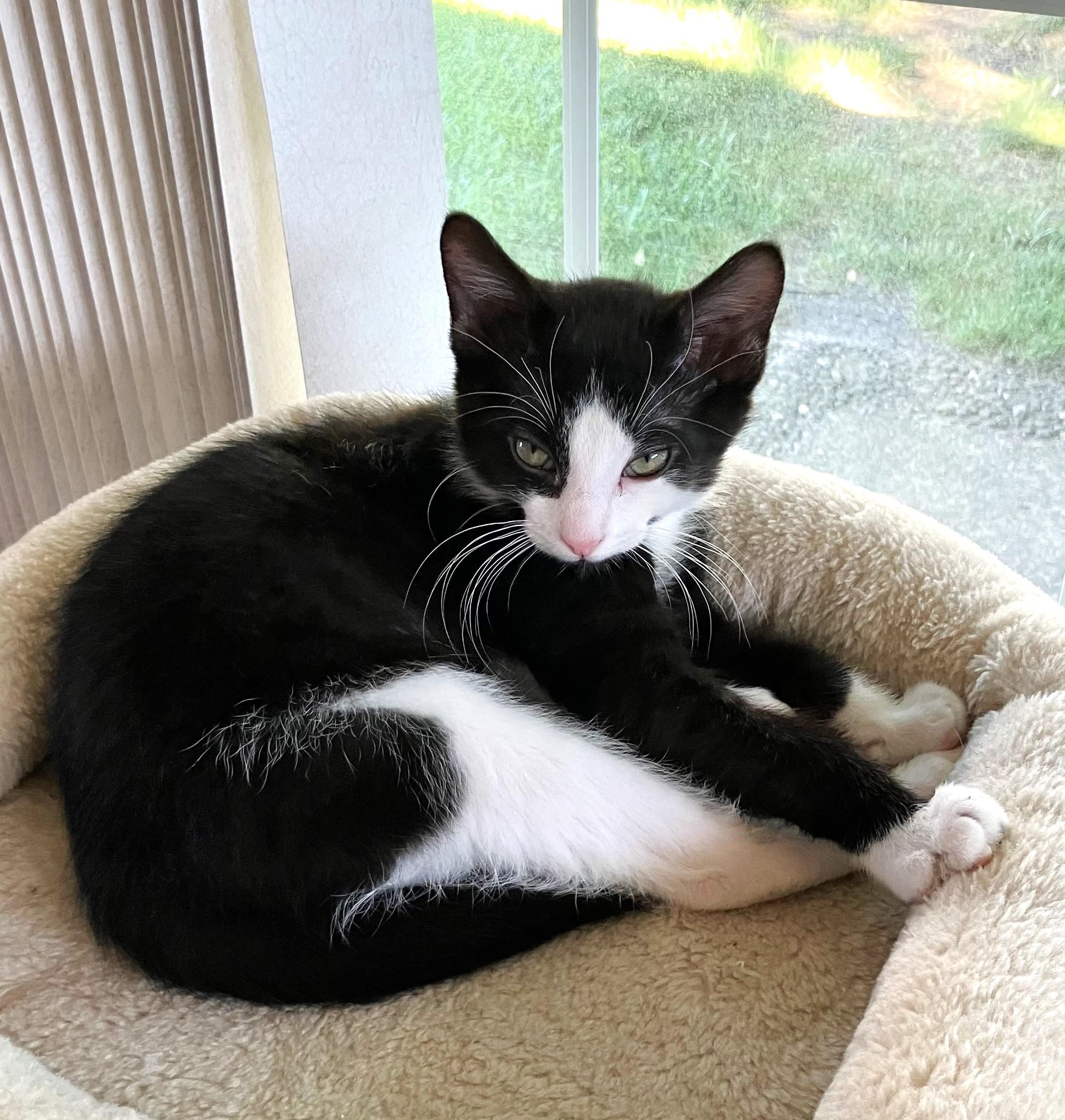 Pacman, a ADOPTABLE mixed breed in Lombard, IL image 3/6