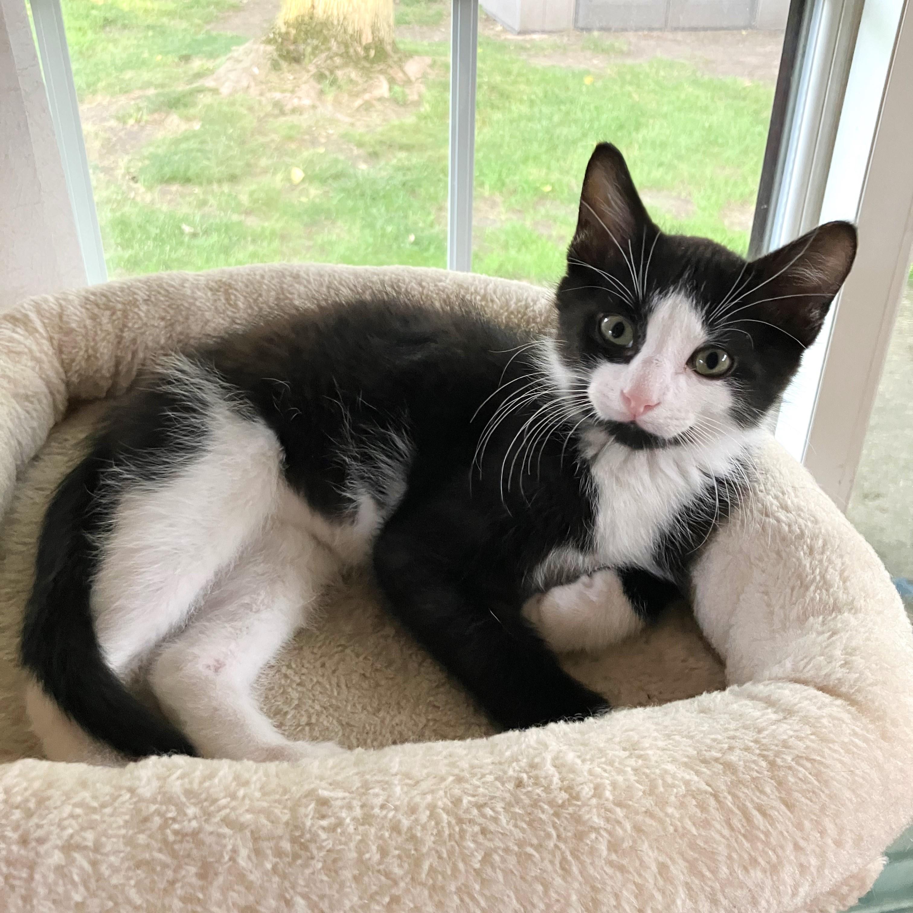 Pacman, a ADOPTABLE mixed breed in Lombard, IL image 2/6