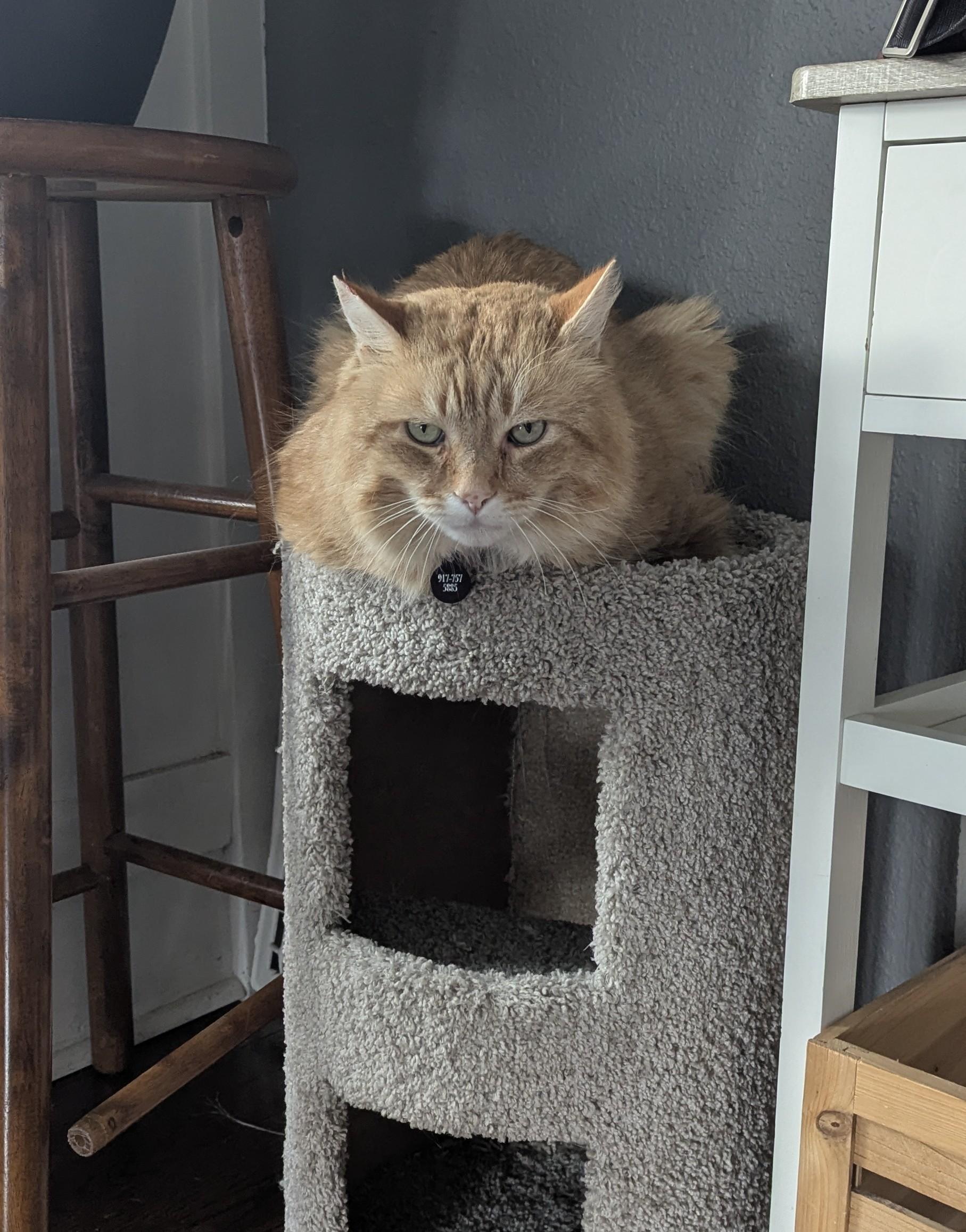 Enlarge Gordie- FIV+. Purr monster extraordinaire!  Lap lover too.  , a ADOPTABLE mixed breed in Portland, OR image 6/6