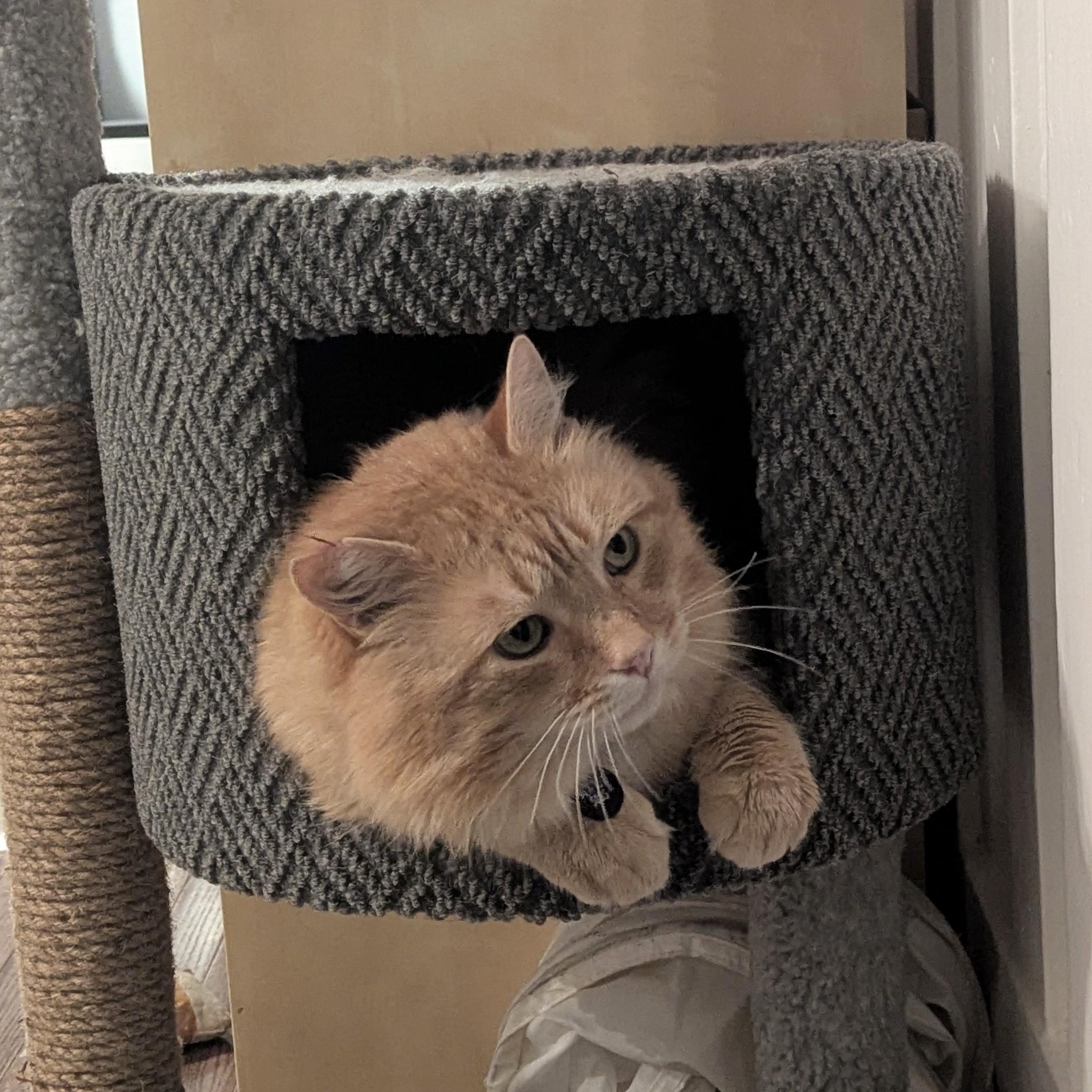 Enlarge Gordie- FIV+. Purr monster extraordinaire!  Lap lover too.  , a ADOPTABLE mixed breed in Portland, OR image 1/6