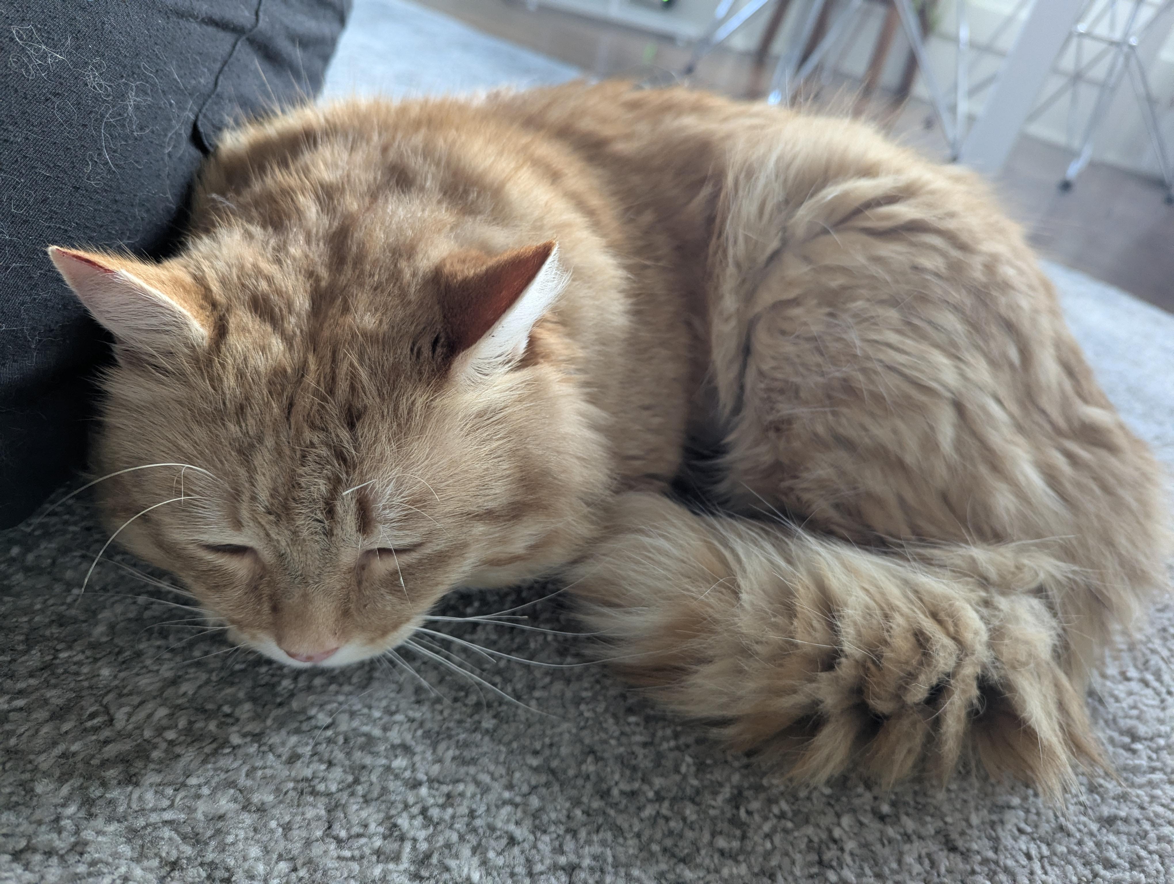 Enlarge Gordie- FIV+. Purr monster extraordinaire!  Lap lover too.  , a ADOPTABLE mixed breed in Portland, OR image 5/6