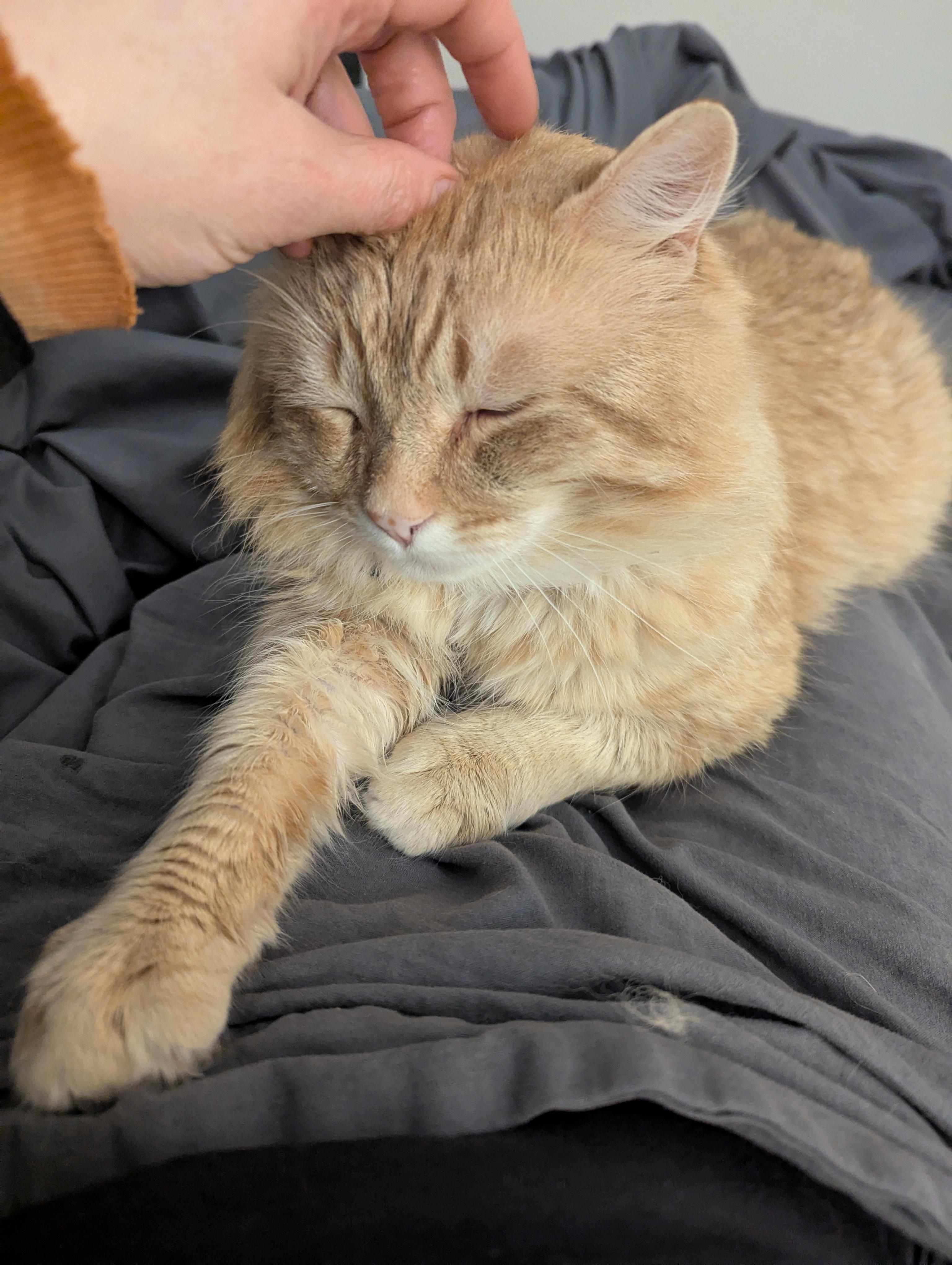 Enlarge Gordie- FIV+. Purr monster extraordinaire!  Lap lover too.  , a ADOPTABLE mixed breed in Portland, OR image 2/6