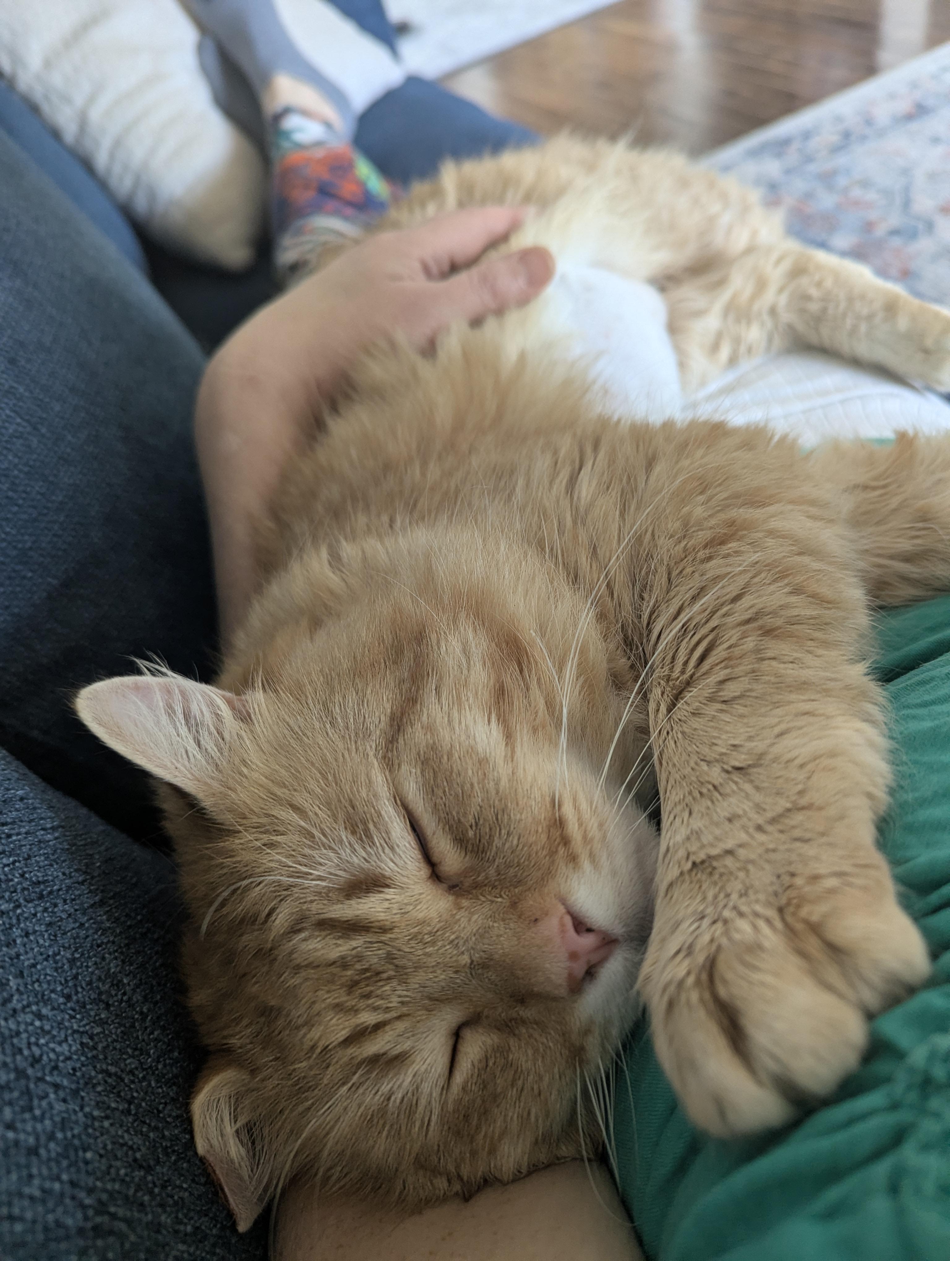 Enlarge Gordie- FIV+. Purr monster extraordinaire!  Lap lover too.  , a ADOPTABLE mixed breed in Portland, OR image 4/6