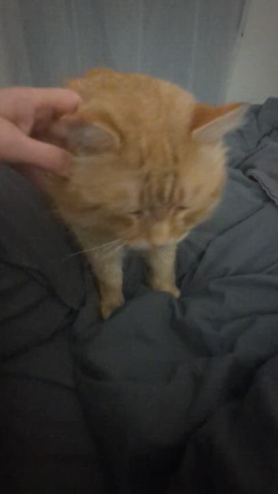 Enlarge Gordie- FIV+. Purr monster extraordinaire!  Lap lover too.  , a ADOPTABLE mixed breed in Portland, OR video 3/6