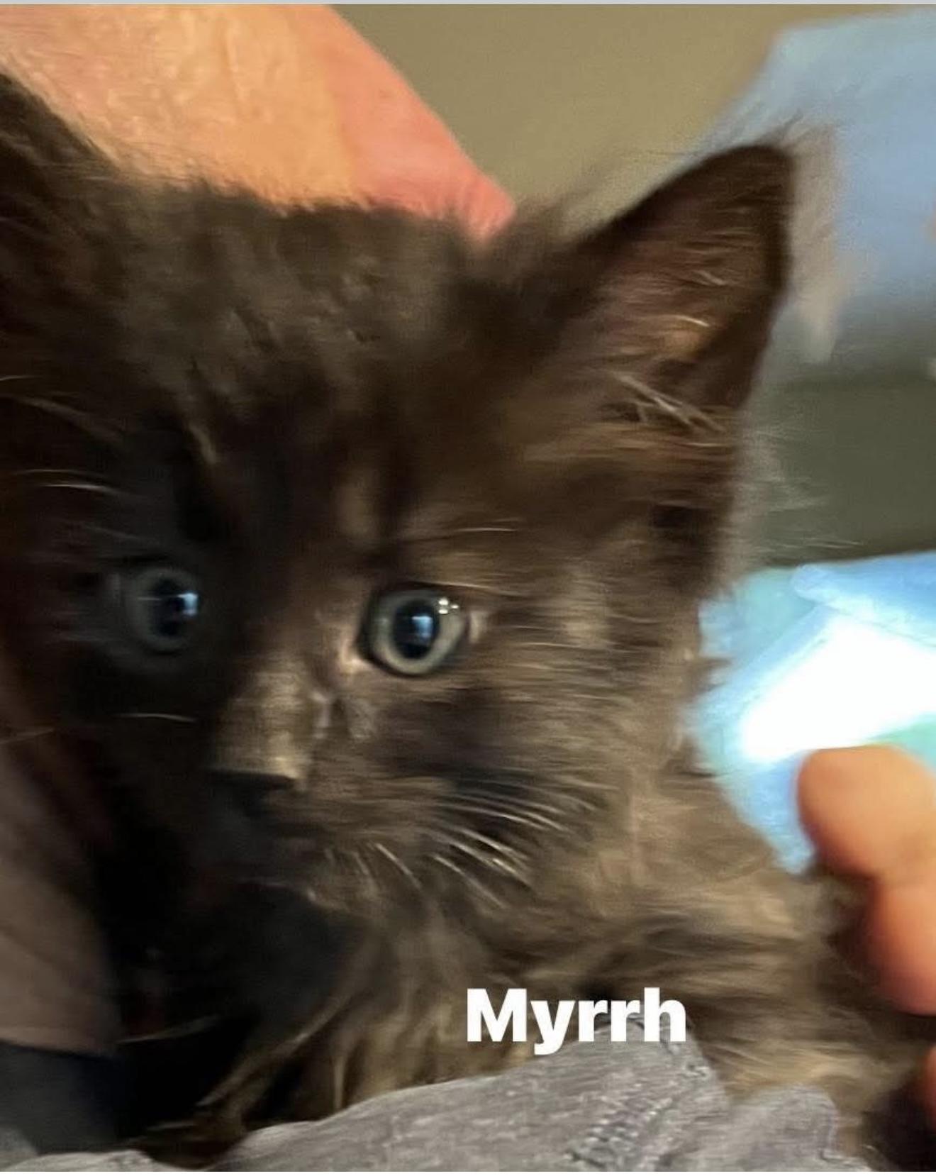 Myrrh, Adoptable, Kitten Female Domestic Long Hair.