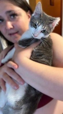 Sierra, Adopted, Kitten Female American Shorthair & Domestic Short Hair.