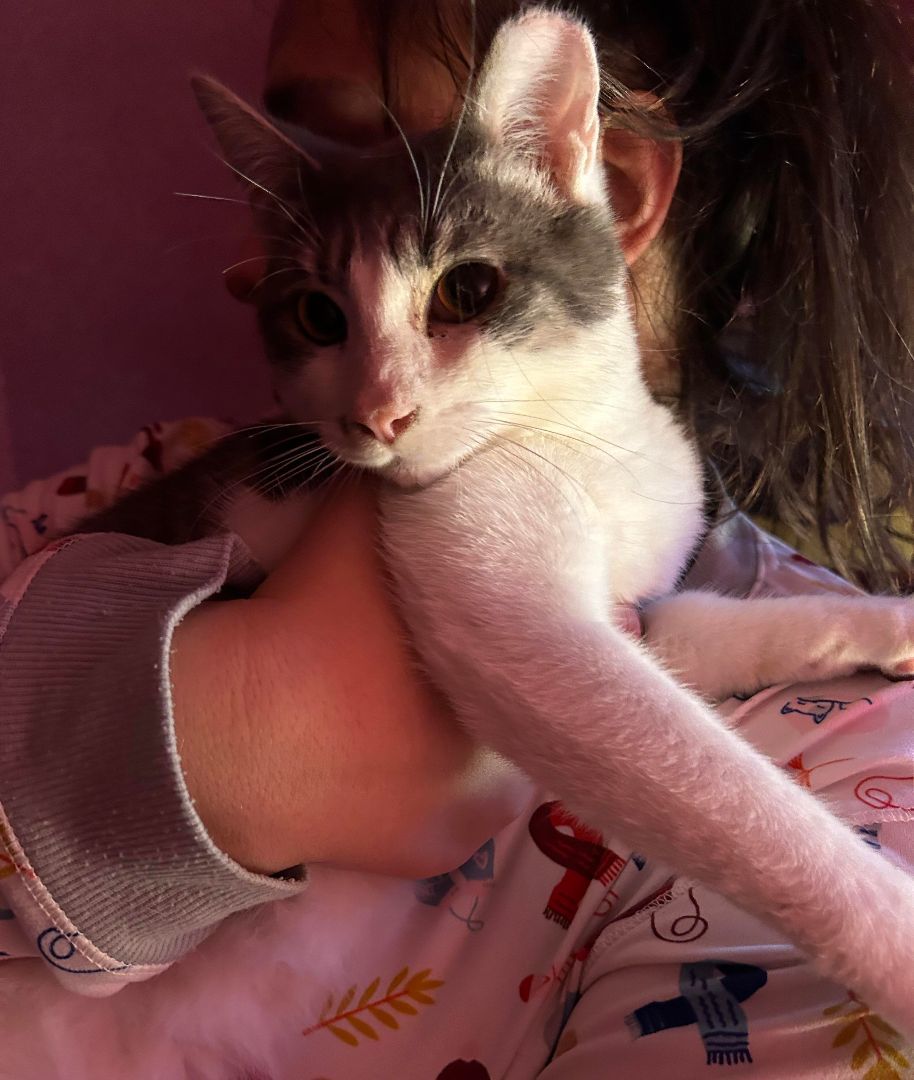 Sierra, a Adopted mixed breed in San Jose, CA image 2/4