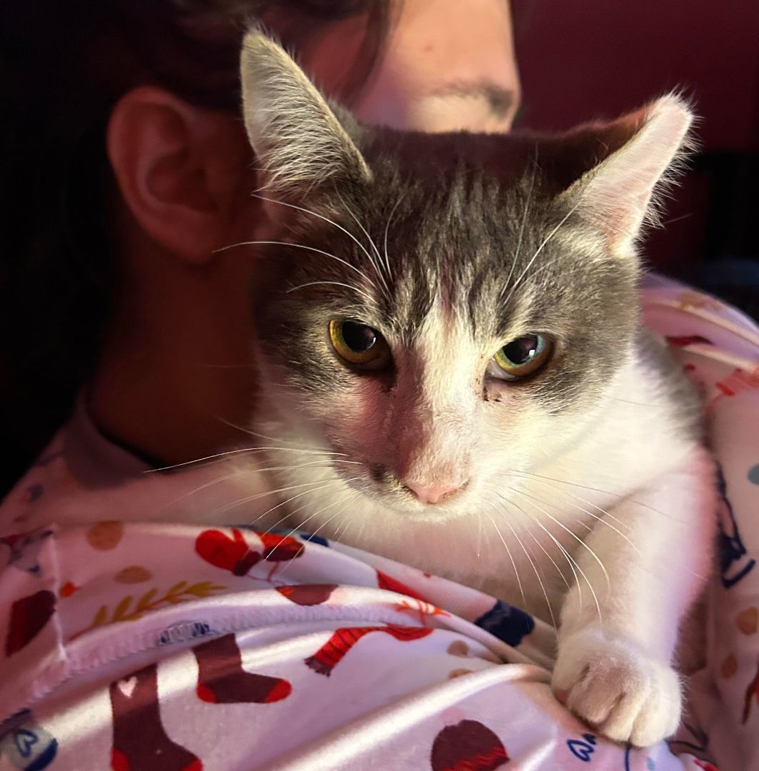 Sierra, a Adopted mixed breed in San Jose, CA image 3/4