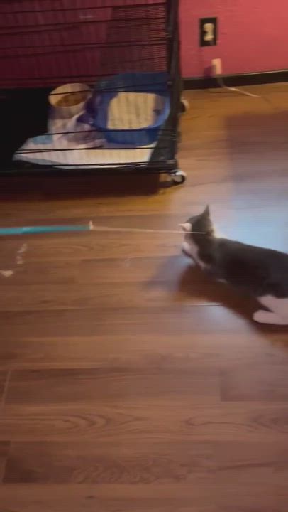 Enlarge Sierra, a Adopted mixed breed in San Jose, CA video 4/4