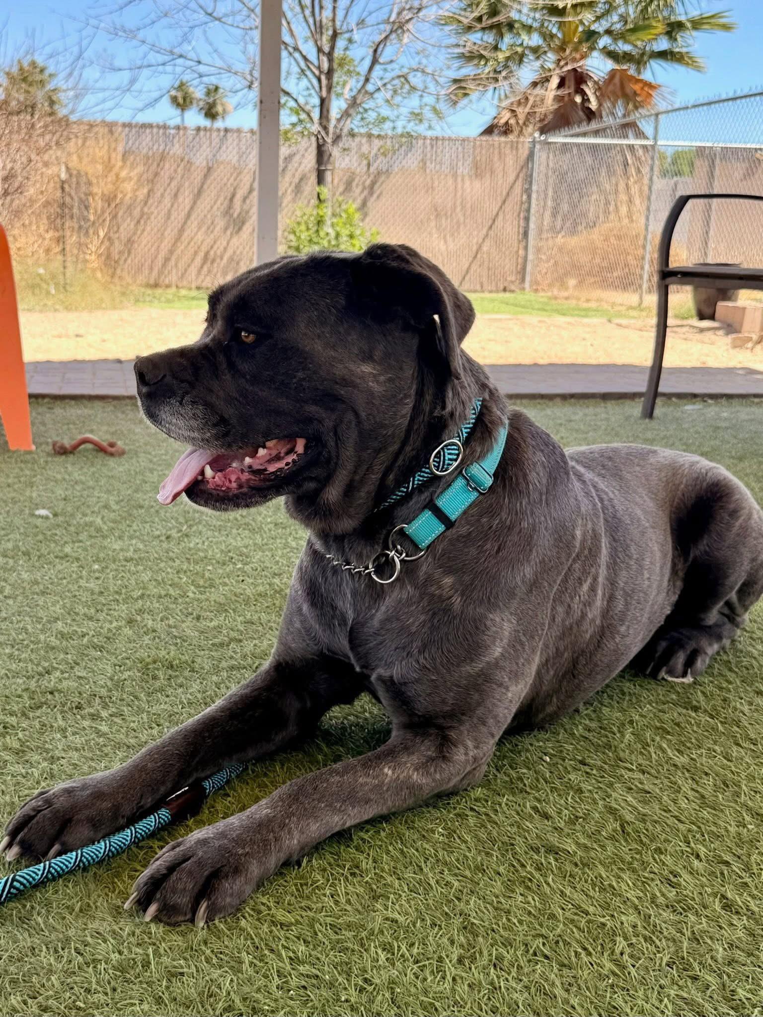 Mayflower, Adoptable, Young Female Cane Corso.