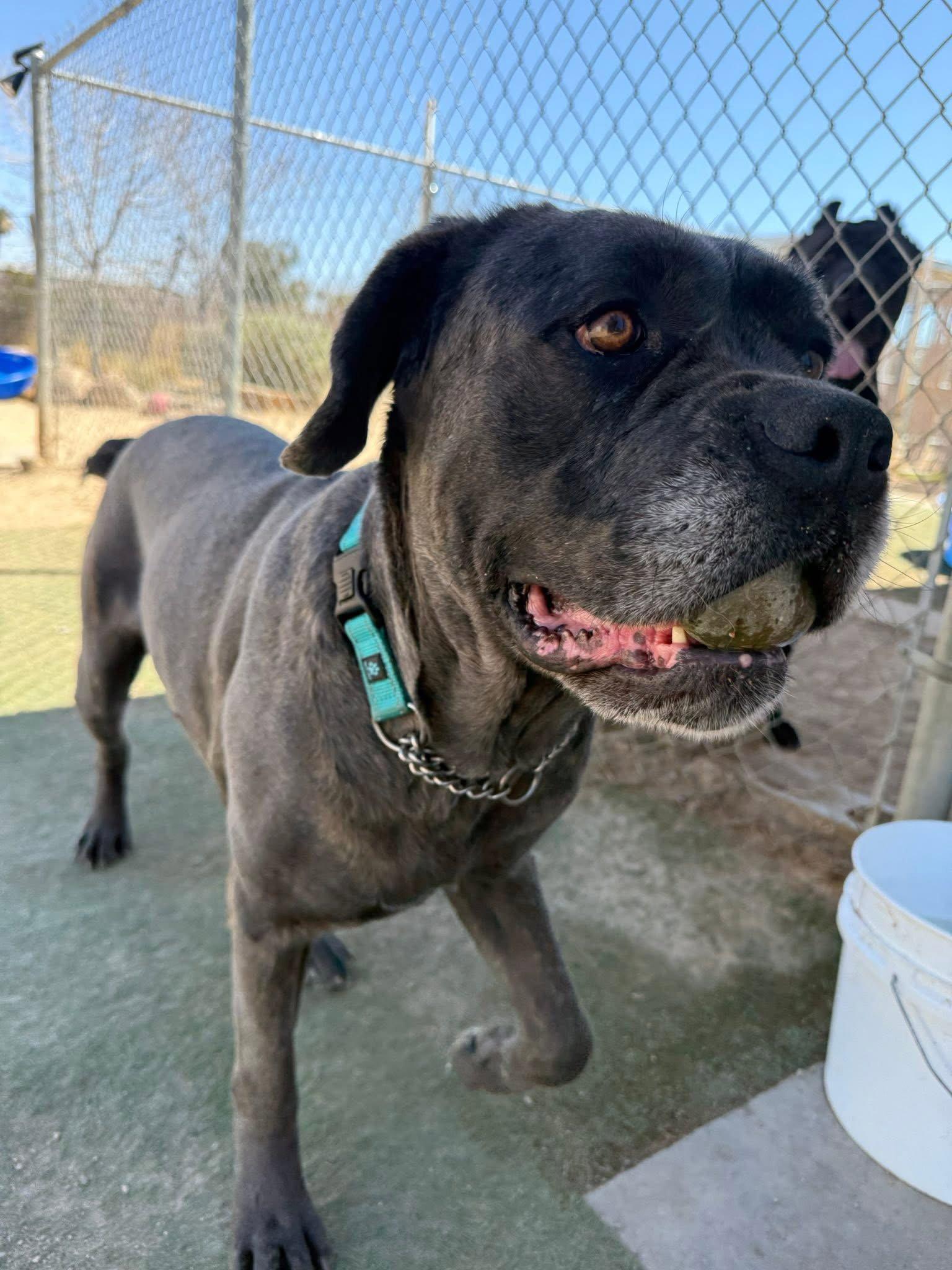 Enlarge Mayflower, a Adoptable Cane Corso in Glendale, AZ image 2/3