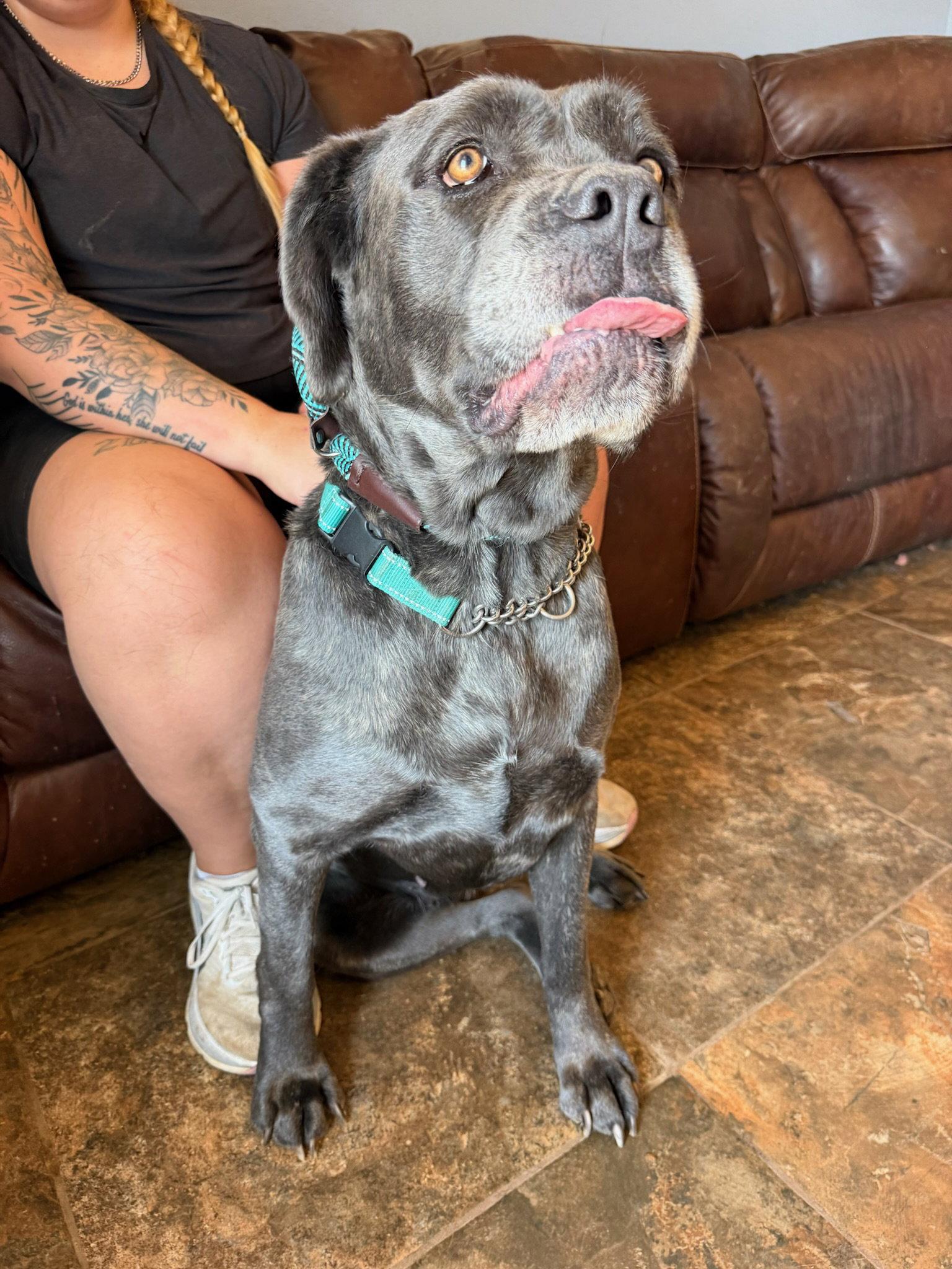 Enlarge Mayflower, a Adoptable Cane Corso in Glendale, AZ image 3/3