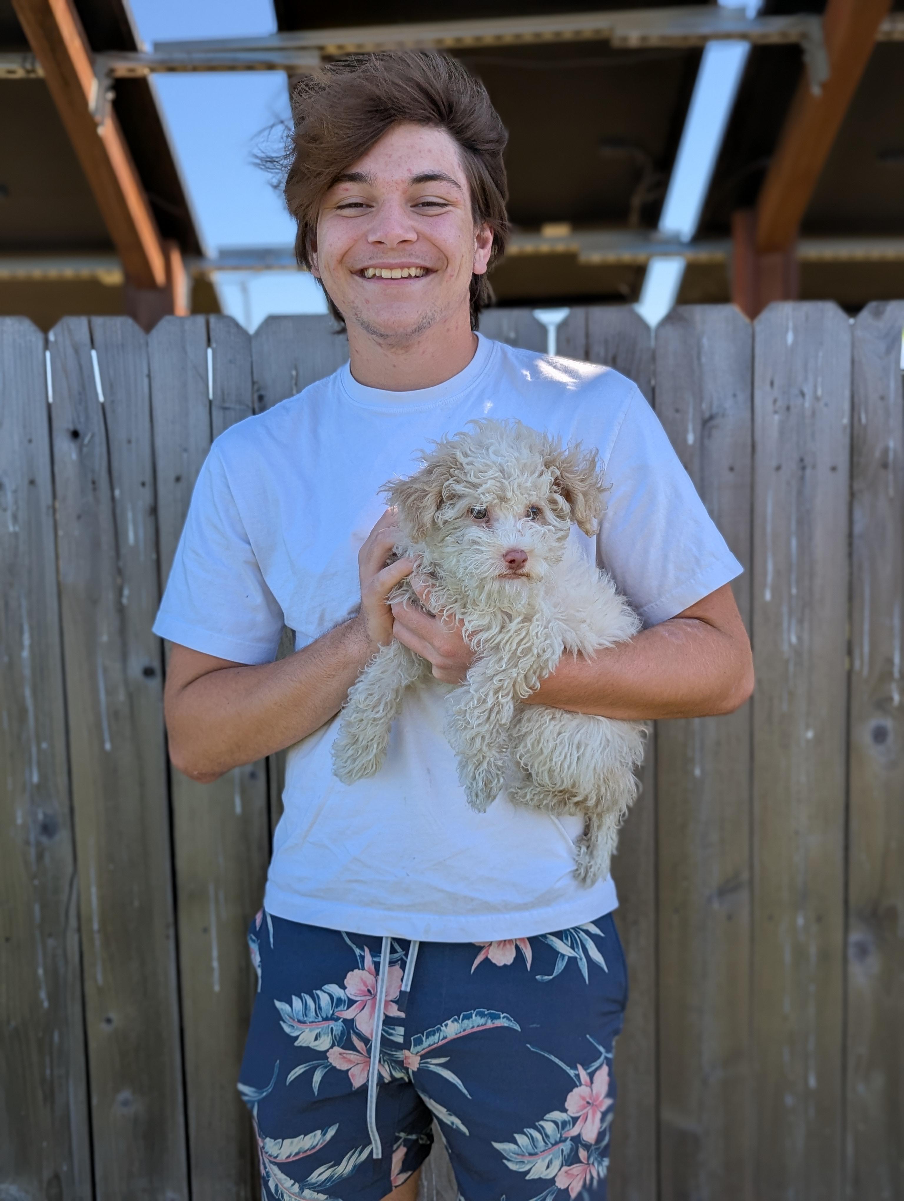 Joey, adopted, Puppy Male Poodle.