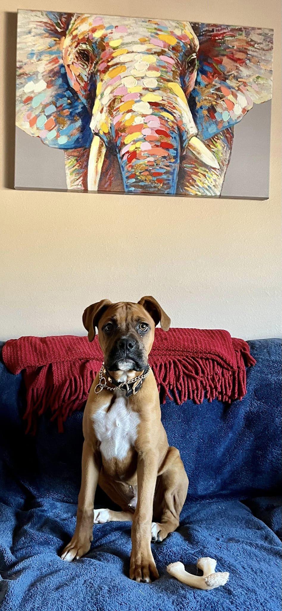 Bruno 2024-1, Adopted, Young Male Boxer.