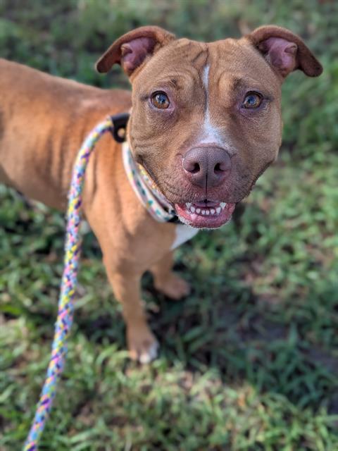 Enlarge SPICE, a Adoptable Mixed Breed in Jacksonville, FL image 1/1